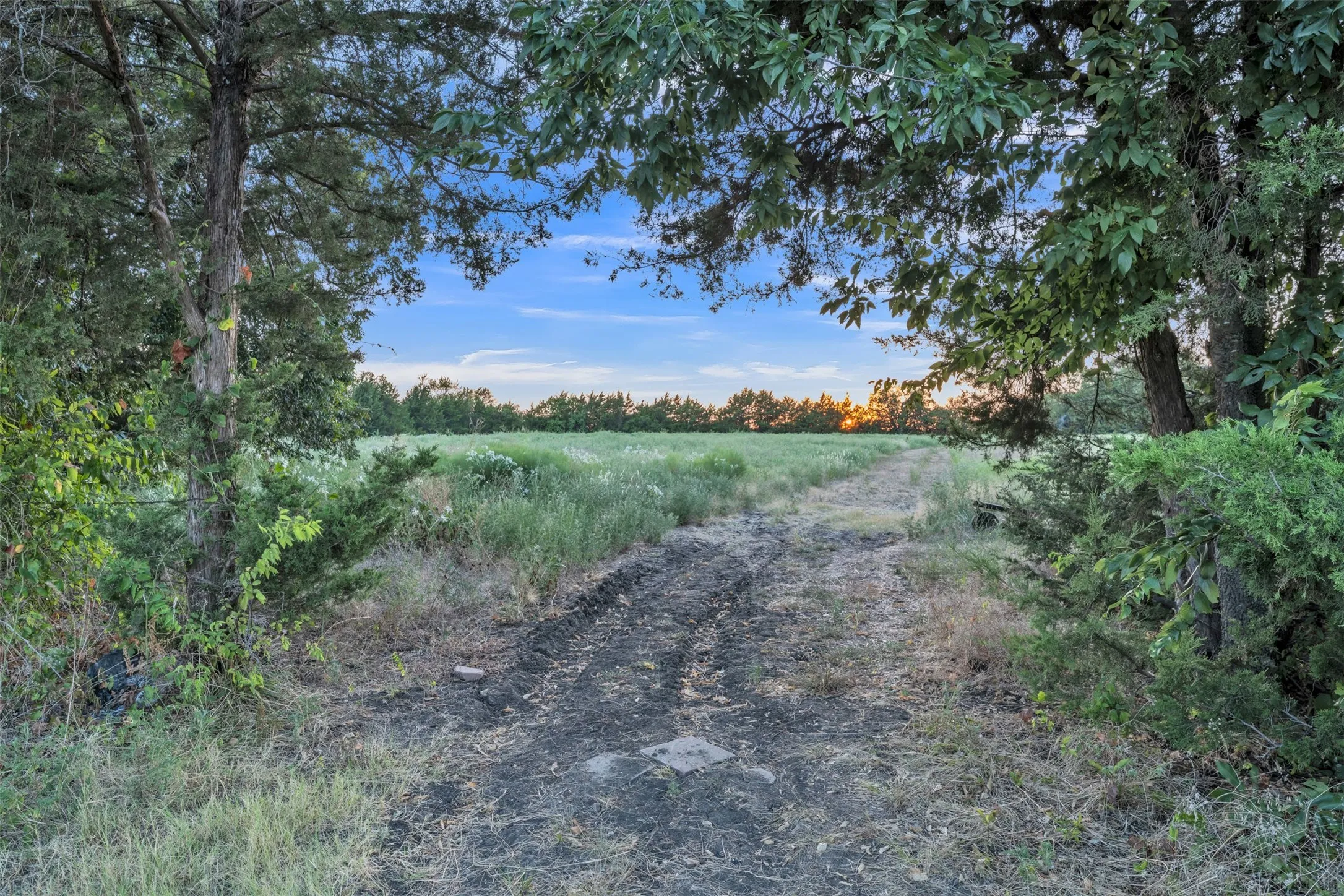 Expansive natural landscape with a clear sky and distant tree line