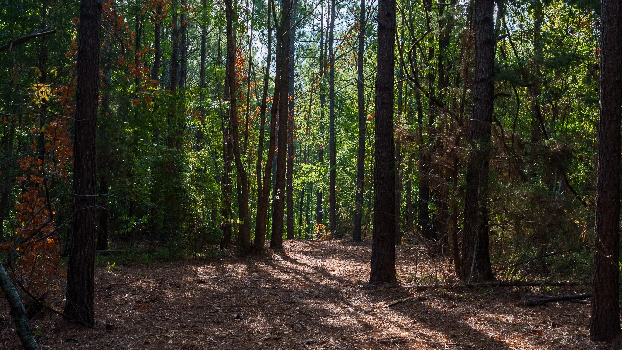 trails in forest