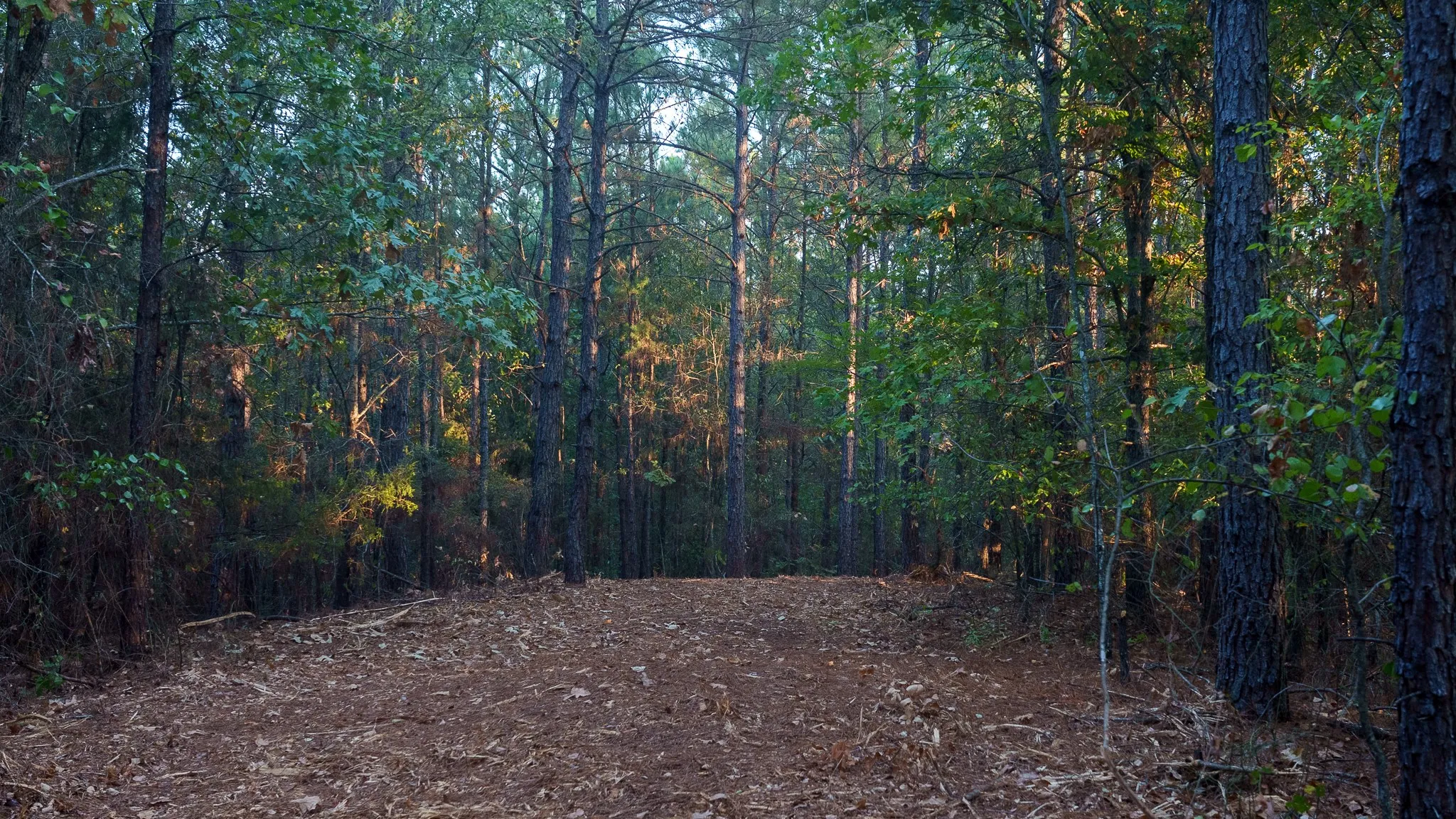 Unimproved Land For Sale in Smith County , TBD FM 2015, Tyler, Texas 75708, 0, 0, Garage spaces, 0 Sqft, built in 0, mls#21389056, Real Estate Agent in Tyler, Homes For Sale in Smith county, Homes For Sale in Tyler, Realtor in Tyler Texas, Real Estate Brokerage Independent Realty Texas, Luminita Cordes Realtor
