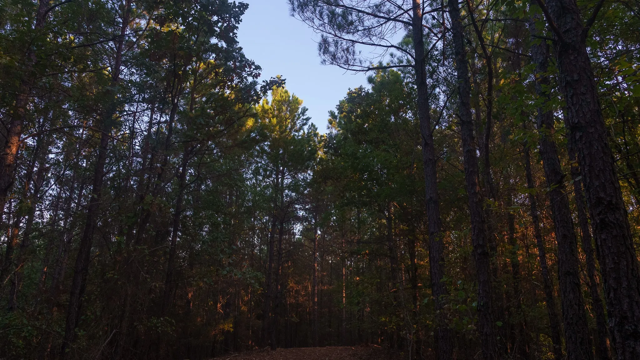Unimproved Land For Sale in Smith County , TBD FM 2015, Tyler, Texas 75708, 0, 0, Garage spaces, 0 Sqft, built in 0, mls#21389056, Real Estate Agent in Tyler, Homes For Sale in Smith county, Homes For Sale in Tyler, Realtor in Tyler Texas, Real Estate Brokerage Independent Realty Texas, Luminita Cordes Realtor