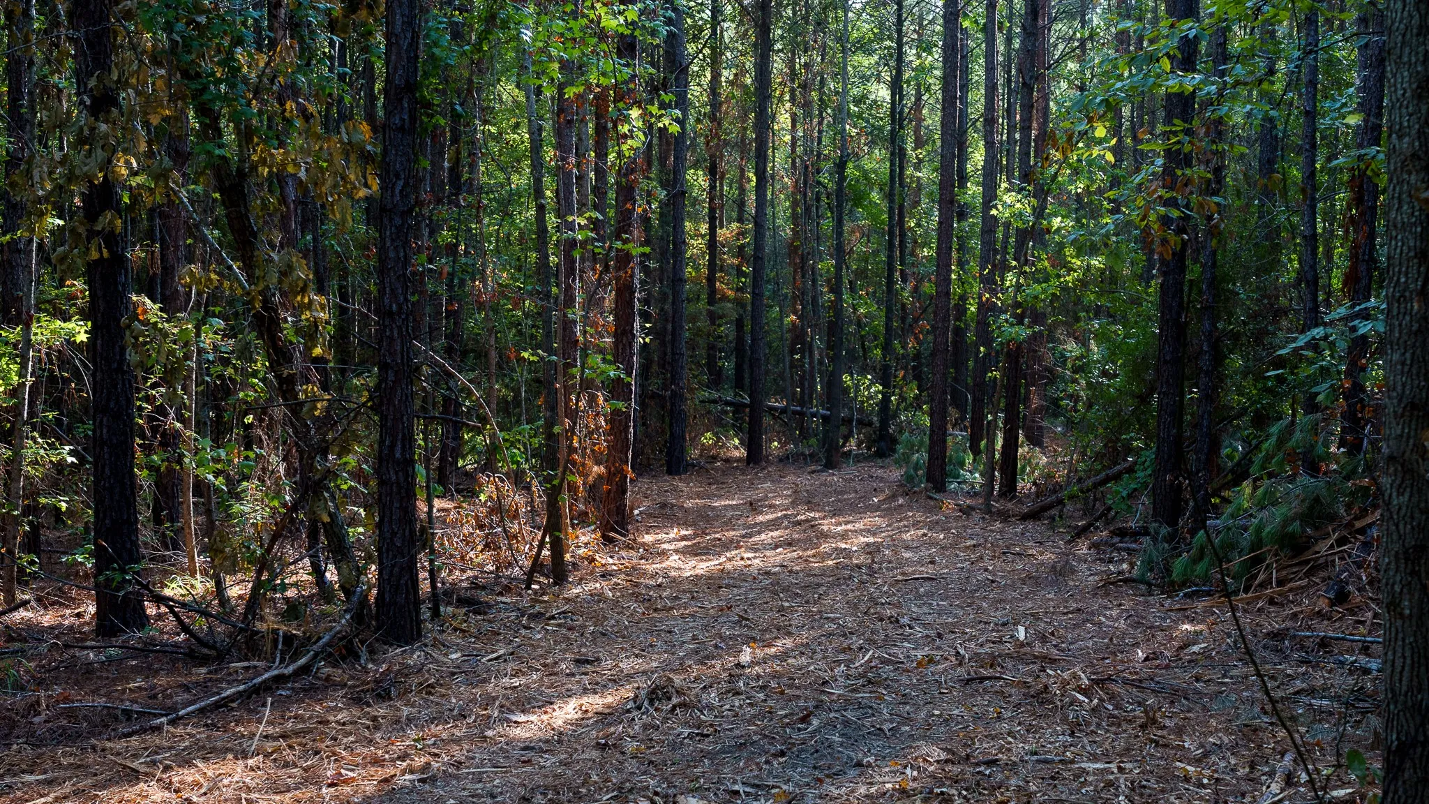 trails