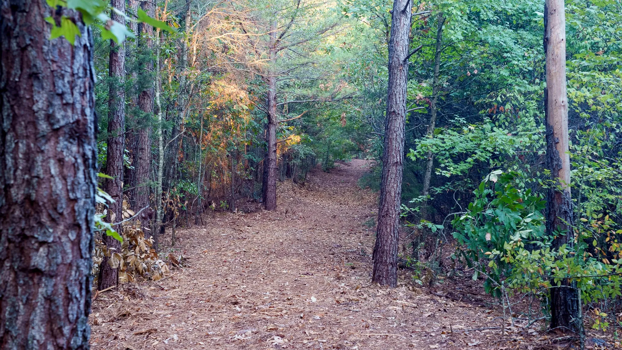 Unimproved Land For Sale in Smith County , TBD FM 2015, Tyler, Texas 75708, 0, 0, Garage spaces, 0 Sqft, built in 0, mls#21389056, Real Estate Agent in Tyler, Homes For Sale in Smith county, Homes For Sale in Tyler, Realtor in Tyler Texas, Real Estate Brokerage Independent Realty Texas, Luminita Cordes Realtor