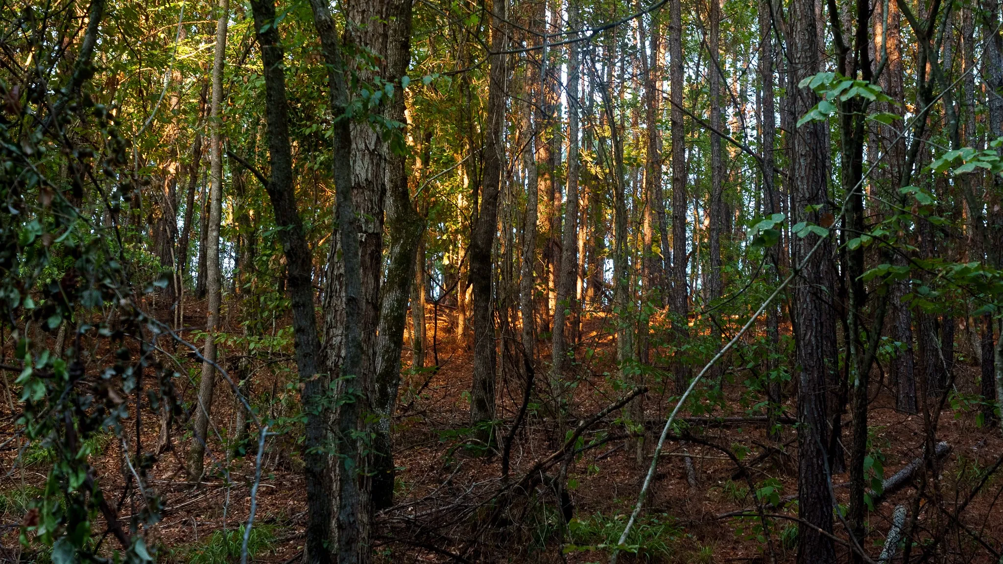 Unimproved Land For Sale in Smith County , TBD FM 2015, Tyler, Texas 75708, 0, 0, Garage spaces, 0 Sqft, built in 0, mls#21389056, Real Estate Agent in Tyler, Homes For Sale in Smith county, Homes For Sale in Tyler, Realtor in Tyler Texas, Real Estate Brokerage Independent Realty Texas, Luminita Cordes Realtor
