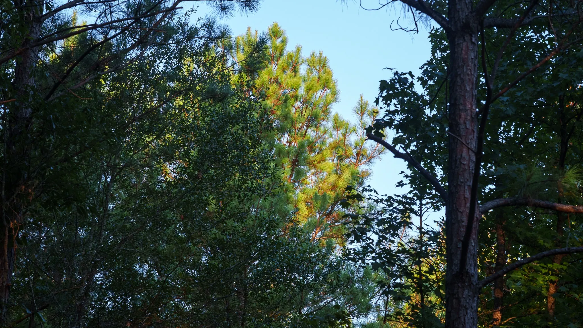 Unimproved Land For Sale in Smith County , TBD FM 2015, Tyler, Texas 75708, 0, 0, Garage spaces, 0 Sqft, built in 0, mls#21389056, Real Estate Agent in Tyler, Homes For Sale in Smith county, Homes For Sale in Tyler, Realtor in Tyler Texas, Real Estate Brokerage Independent Realty Texas, Luminita Cordes Realtor