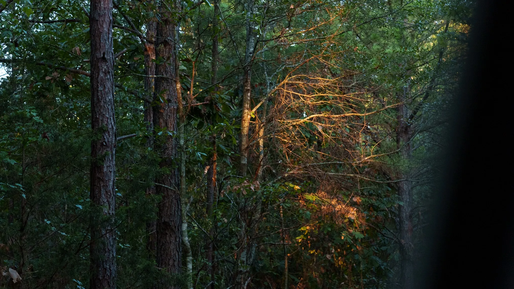 Unimproved Land For Sale in Smith County , TBD FM 2015, Tyler, Texas 75708, 0, 0, Garage spaces, 0 Sqft, built in 0, mls#21389056, Real Estate Agent in Tyler, Homes For Sale in Smith county, Homes For Sale in Tyler, Realtor in Tyler Texas, Real Estate Brokerage Independent Realty Texas, Luminita Cordes Realtor