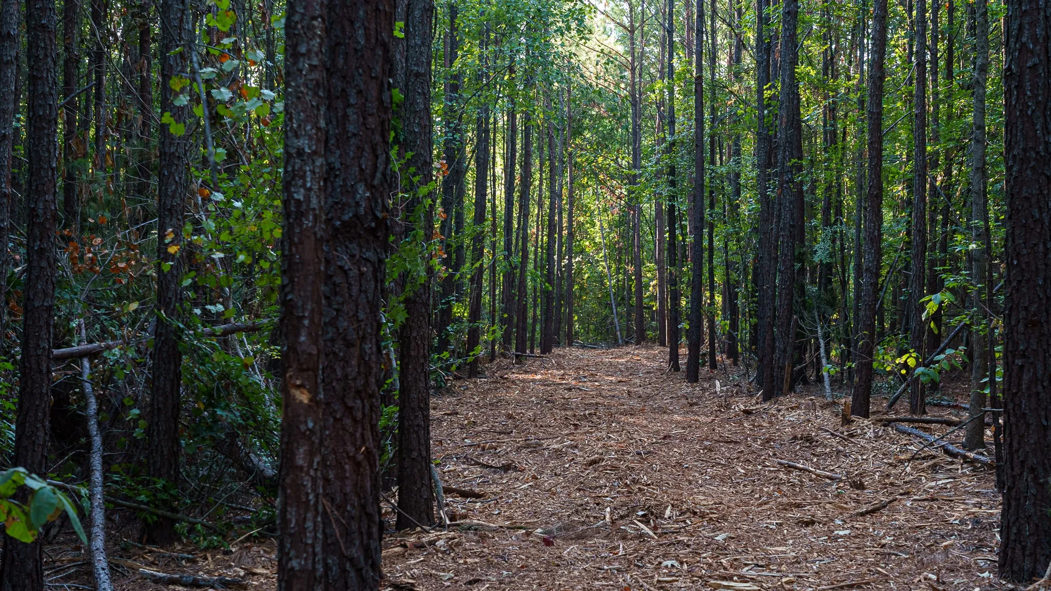 Unimproved Land For Sale in Smith County , TBD FM 2015, Tyler, Texas 75708, 0, 0, Garage spaces, 0 Sqft, built in 0, mls#21389056, Real Estate Agent in Tyler, Homes For Sale in Smith county, Homes For Sale in Tyler, Realtor in Tyler Texas, Real Estate Brokerage Independent Realty Texas, Luminita Cordes Realtor