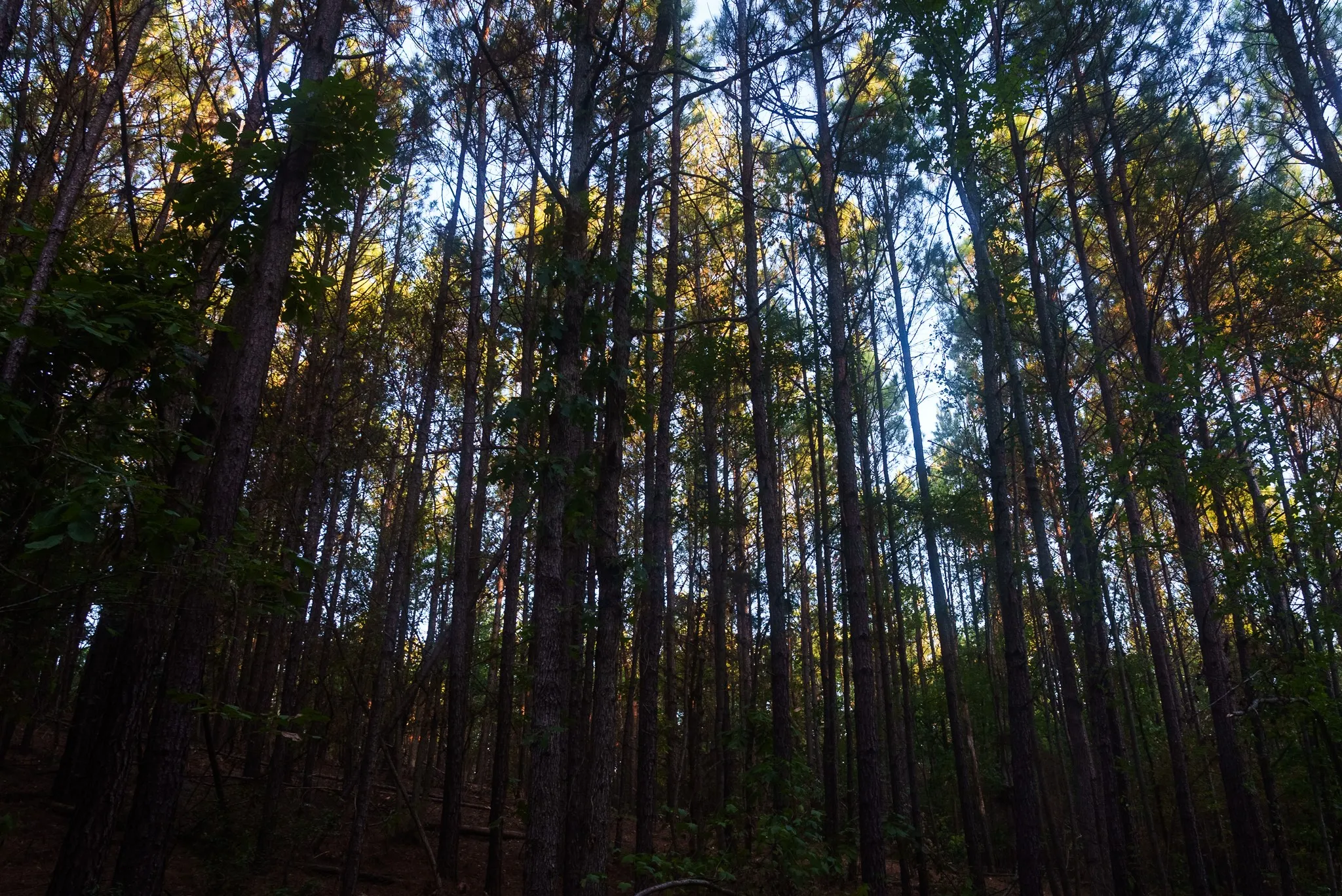 Unimproved Land For Sale in Smith County , TBD FM 2015, Tyler, Texas 75708, 0, 0, Garage spaces, 0 Sqft, built in 0, mls#21389056, Real Estate Agent in Tyler, Homes For Sale in Smith county, Homes For Sale in Tyler, Realtor in Tyler Texas, Real Estate Brokerage Independent Realty Texas, Luminita Cordes Realtor