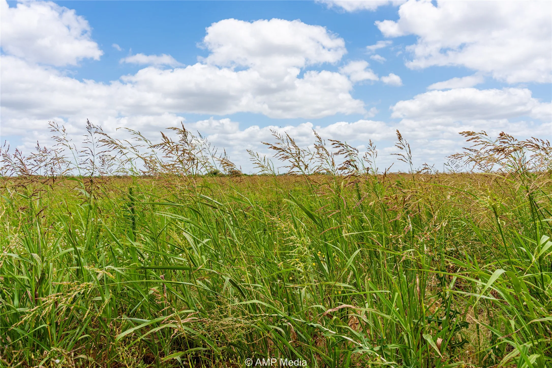Unimproved Land For Sale in Jones County , tbd FM 1082 Highway, Hawley, Texas 79525, 0, 0, Garage spaces, 0 Sqft, built in 0, mls#21389247, Real Estate Agent in Hawley, Homes For Sale in Jones county, Homes For Sale in Hawley, Realtor in Hawley Texas, Real Estate Brokerage Independent Realty Texas, Luminita Cordes Realtor