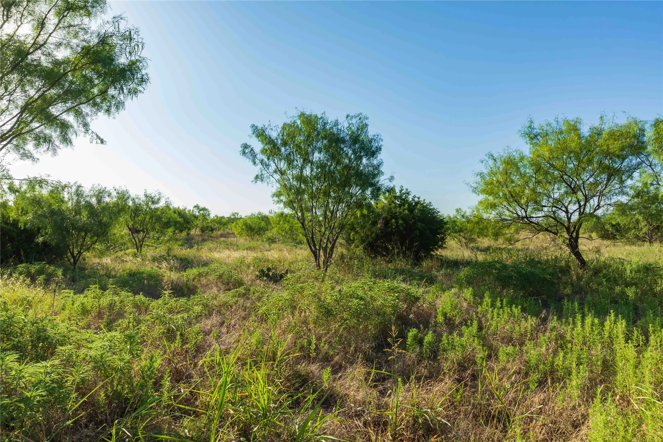 Unimproved Land For Sale in Taylor County , TBD CR 250 County Road 250, Ovalo, Texas 79541, 0, 0, Garage spaces, 0 Sqft, built in 0, mls#21389261, Real Estate Agent in Ovalo, Homes For Sale in Taylor county, Homes For Sale in Ovalo, Realtor in Ovalo Texas, Real Estate Brokerage Independent Realty Texas, Luminita Cordes Realtor