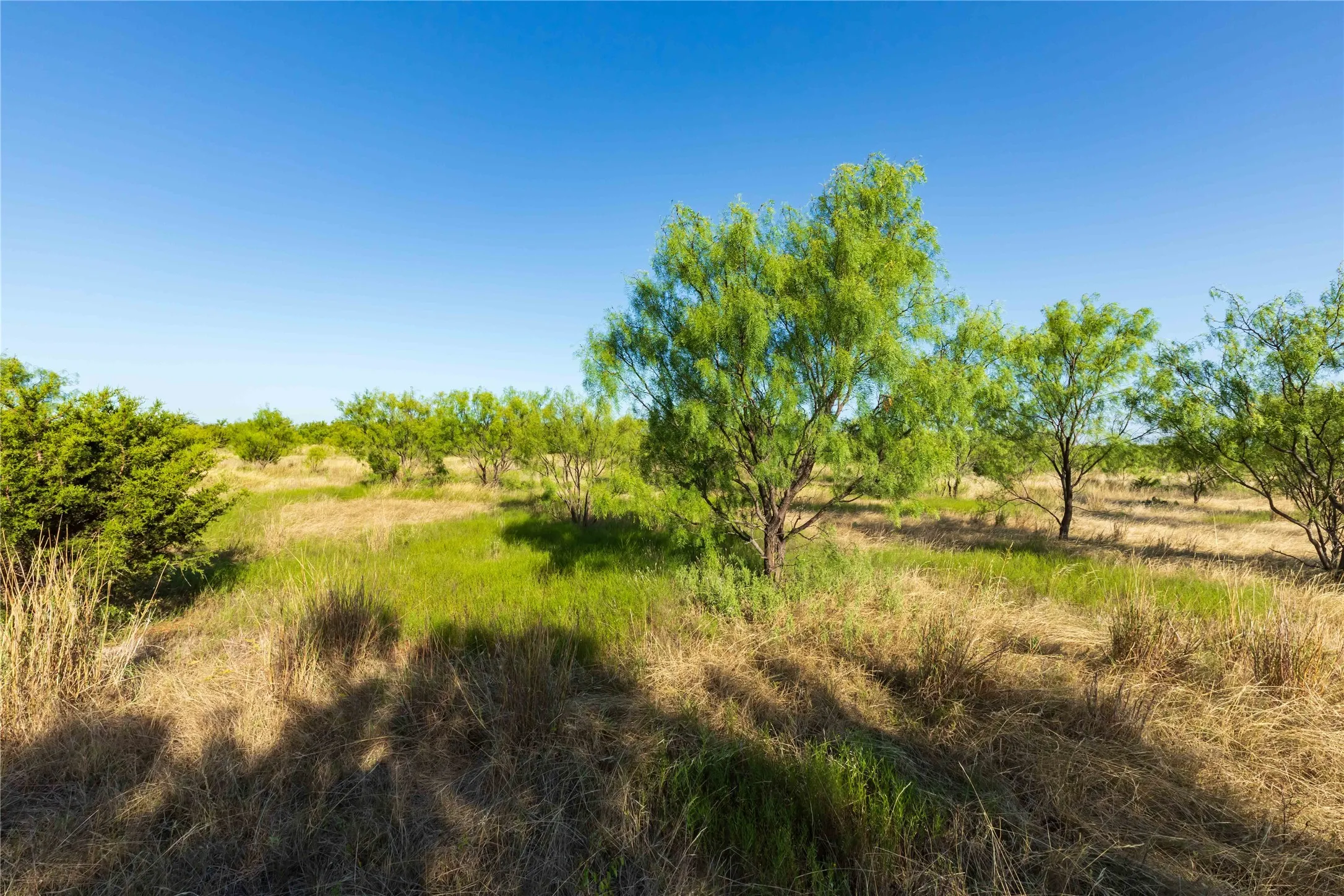 Unimproved Land For Sale in Taylor County , TBD CR 250 County Road 250, Ovalo, Texas 79541, 0, 0, Garage spaces, 0 Sqft, built in 0, mls#21389261, Real Estate Agent in Ovalo, Homes For Sale in Taylor county, Homes For Sale in Ovalo, Realtor in Ovalo Texas, Real Estate Brokerage Independent Realty Texas, Luminita Cordes Realtor
