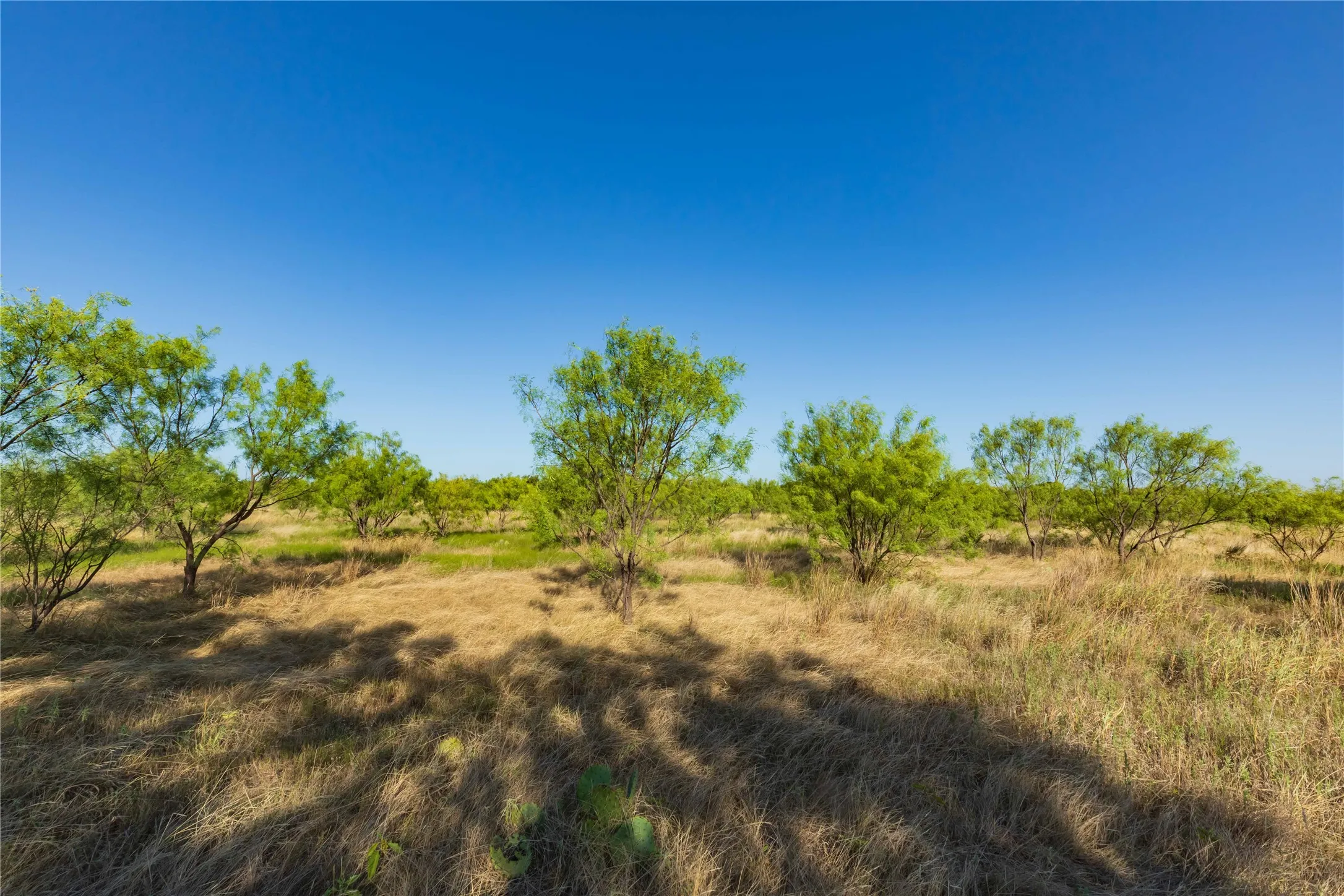 Unimproved Land For Sale in Taylor County , TBD CR 250 County Road 250, Ovalo, Texas 79541, 0, 0, Garage spaces, 0 Sqft, built in 0, mls#21389261, Real Estate Agent in Ovalo, Homes For Sale in Taylor county, Homes For Sale in Ovalo, Realtor in Ovalo Texas, Real Estate Brokerage Independent Realty Texas, Luminita Cordes Realtor