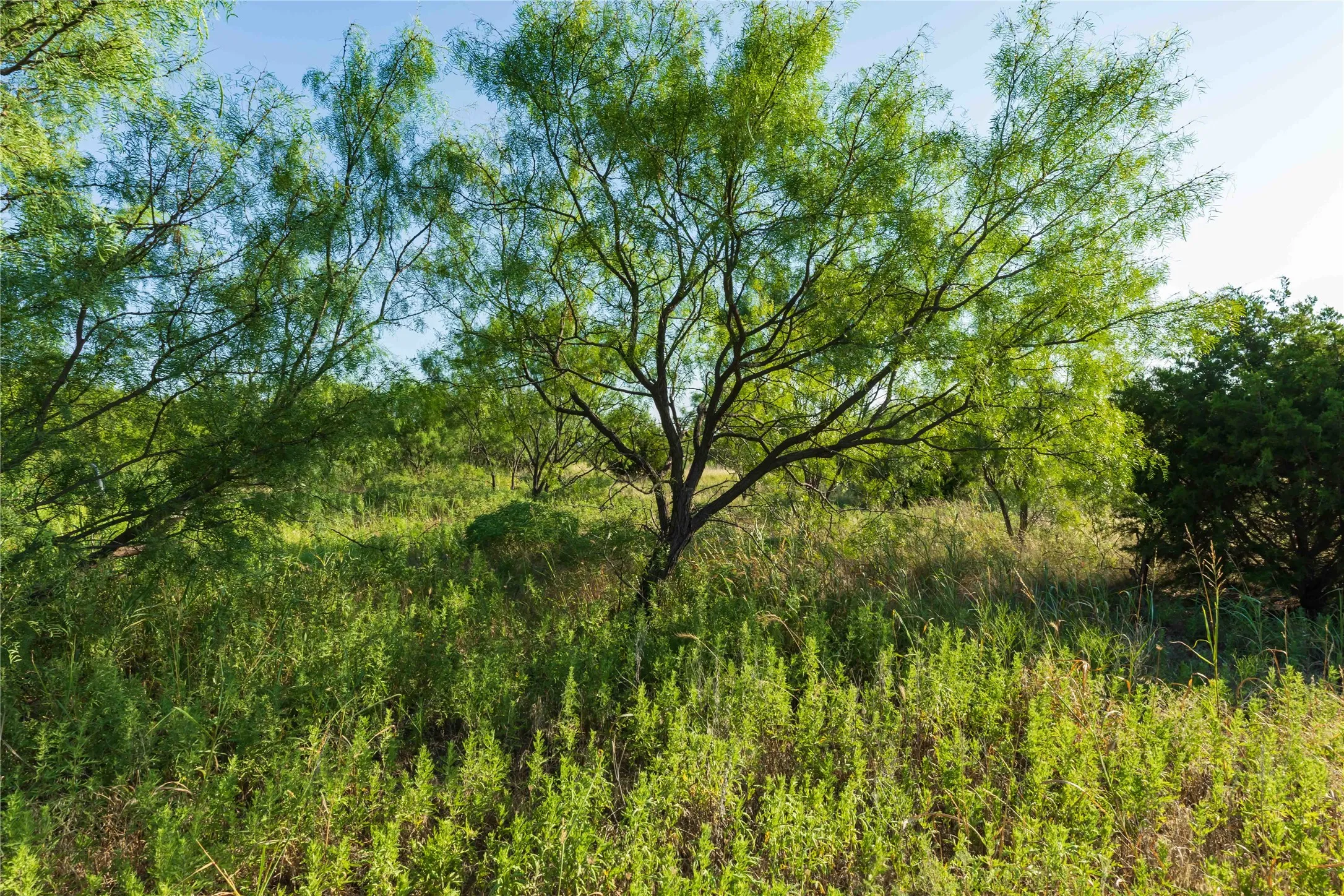 Unimproved Land For Sale in Taylor County , TBD CR 250 County Road 250, Ovalo, Texas 79541, 0, 0, Garage spaces, 0 Sqft, built in 0, mls#21389261, Real Estate Agent in Ovalo, Homes For Sale in Taylor county, Homes For Sale in Ovalo, Realtor in Ovalo Texas, Real Estate Brokerage Independent Realty Texas, Luminita Cordes Realtor