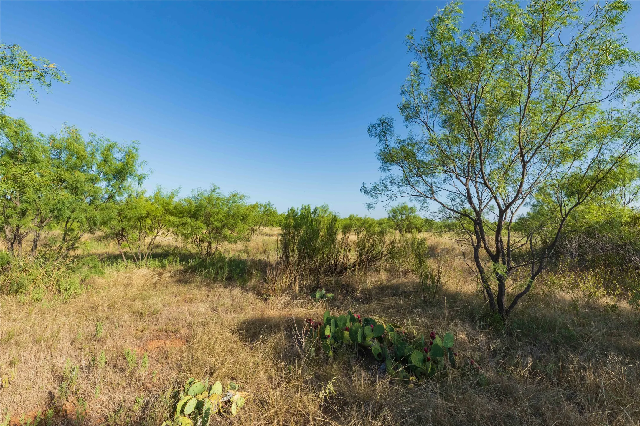 Unimproved Land For Sale in Taylor County , TBD CR 250 County Road 250, Ovalo, Texas 79541, 0, 0, Garage spaces, 0 Sqft, built in 0, mls#21389261, Real Estate Agent in Ovalo, Homes For Sale in Taylor county, Homes For Sale in Ovalo, Realtor in Ovalo Texas, Real Estate Brokerage Independent Realty Texas, Luminita Cordes Realtor