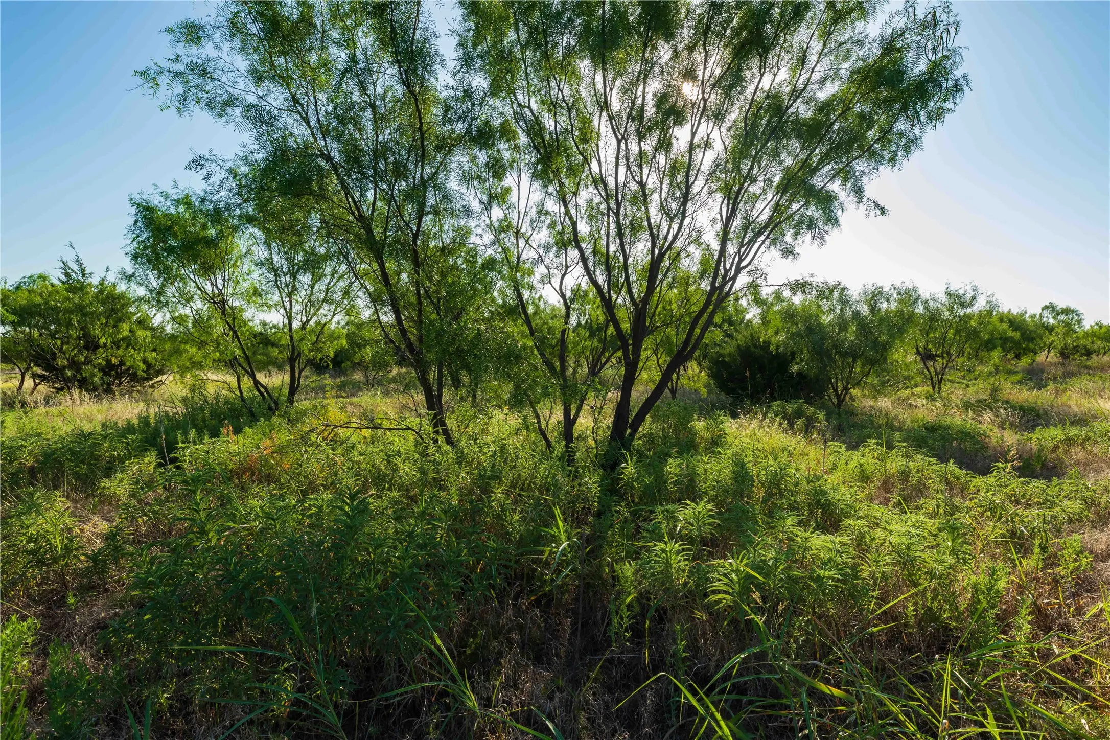 Unimproved Land For Sale in Taylor County , TBD CR 250 County Road 250, Ovalo, Texas 79541, 0, 0, Garage spaces, 0 Sqft, built in 0, mls#21389261, Real Estate Agent in Ovalo, Homes For Sale in Taylor county, Homes For Sale in Ovalo, Realtor in Ovalo Texas, Real Estate Brokerage Independent Realty Texas, Luminita Cordes Realtor