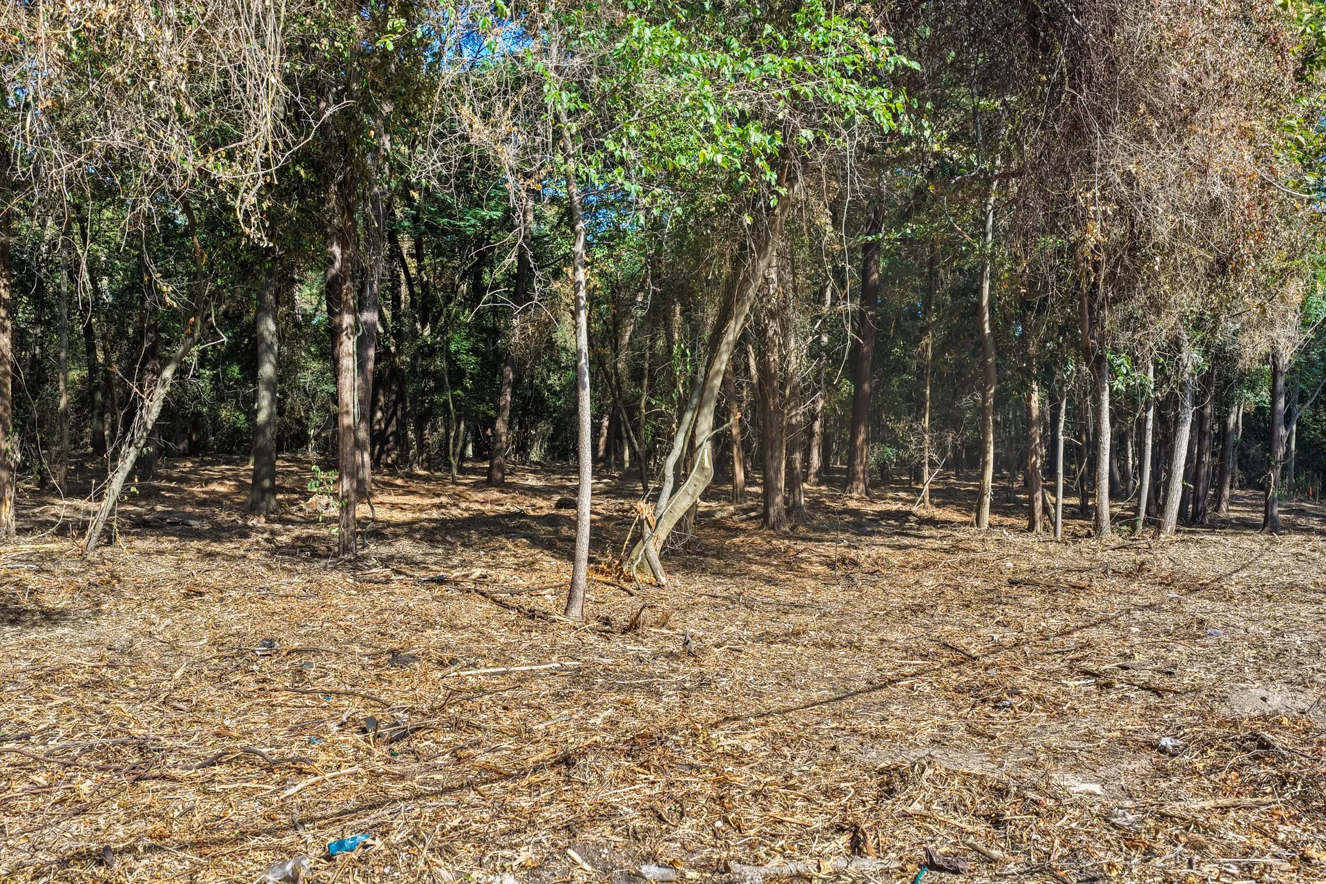 Unimproved Land For Sale in Camp County , TBD Lockhart, Pittsburg, Texas 75686, 0, 0, Garage spaces, 0 Sqft, built in 0, mls#21389327, Real Estate Agent in Pittsburg, Homes For Sale in Camp county, Homes For Sale in Pittsburg, Realtor in Pittsburg Texas, Real Estate Brokerage Independent Realty Texas, Luminita Cordes Realtor