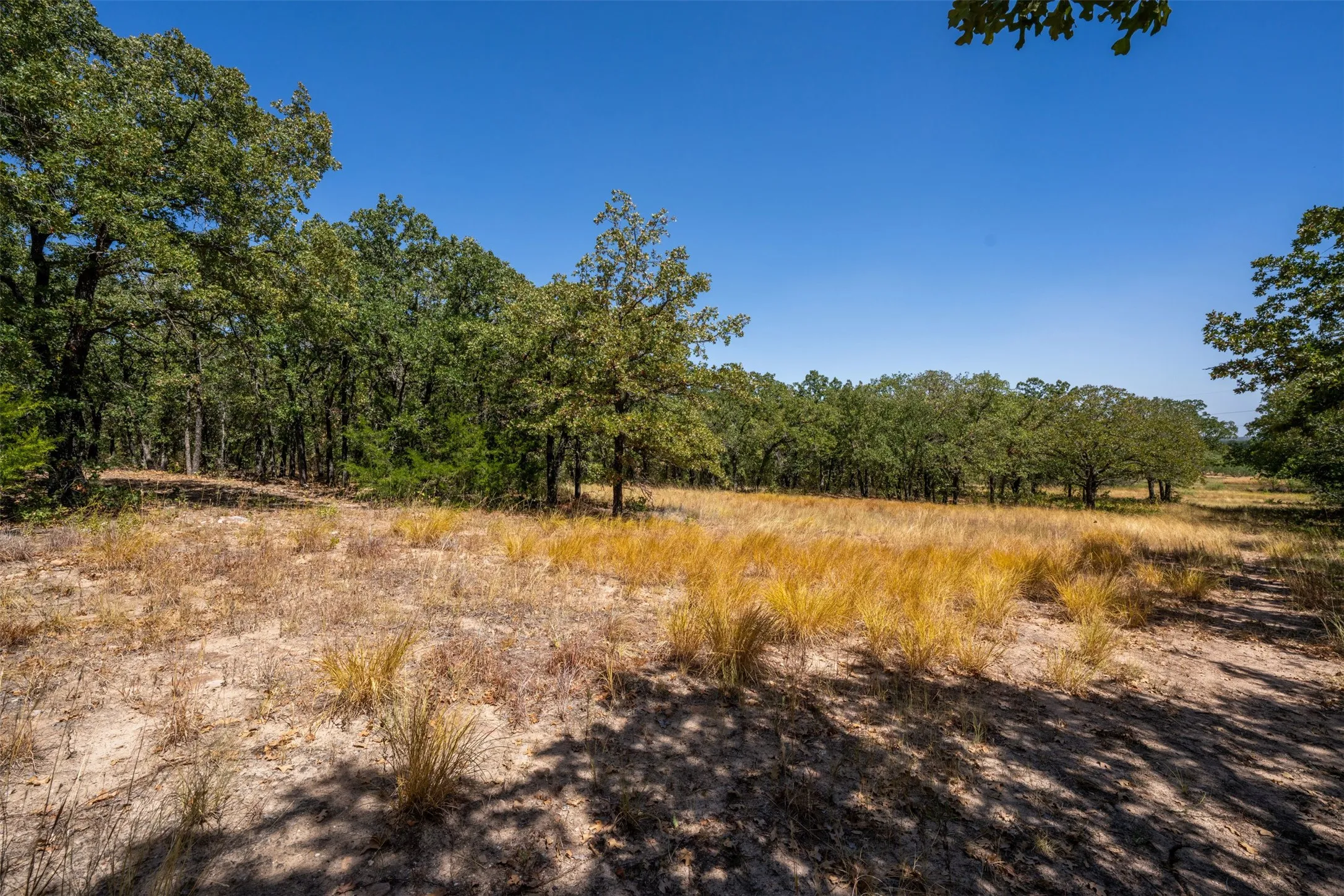 Expansive treeline backdrop with natural terrain and scattered grasses