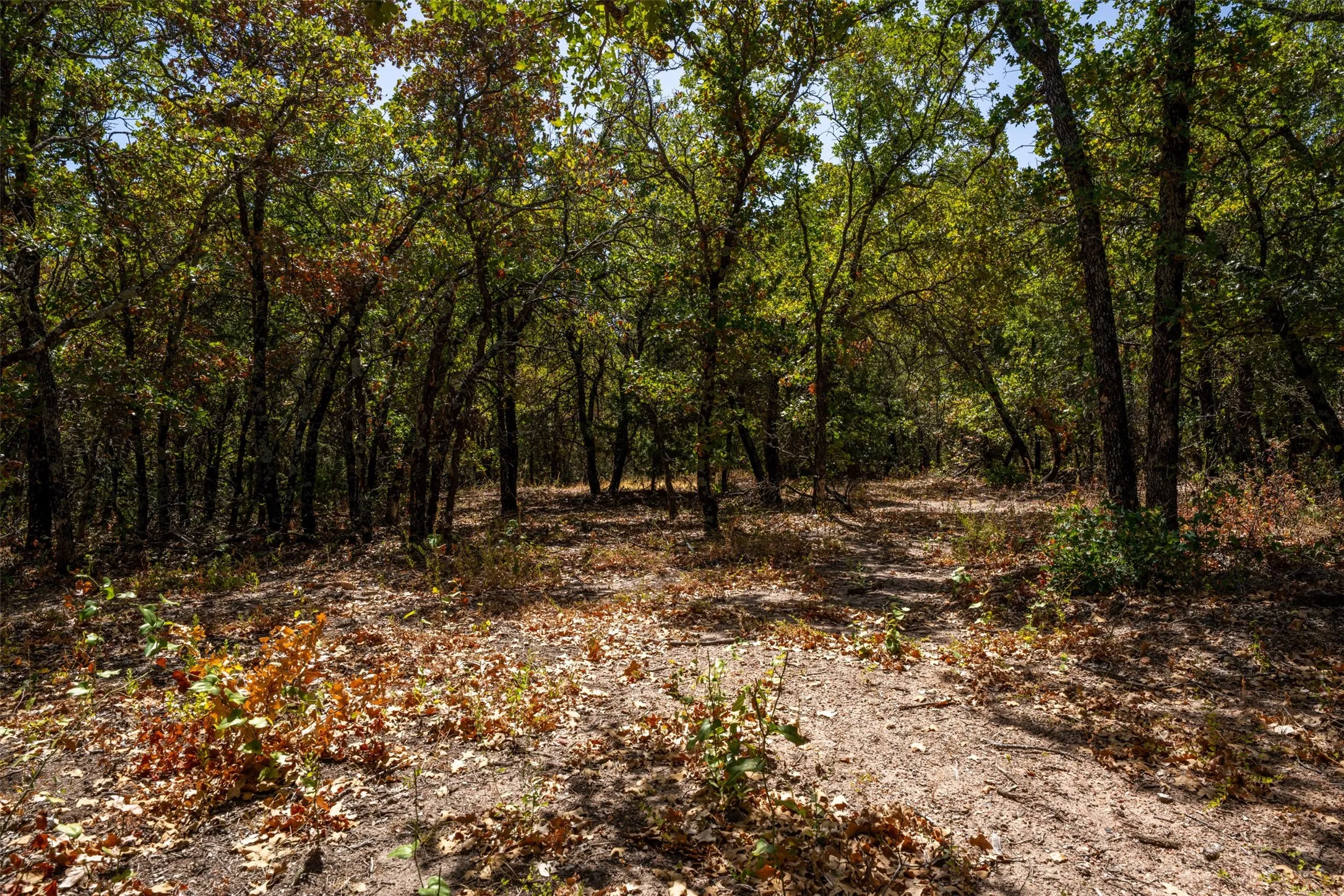 Wooded acreage featuring mature trees and a natural ground path
