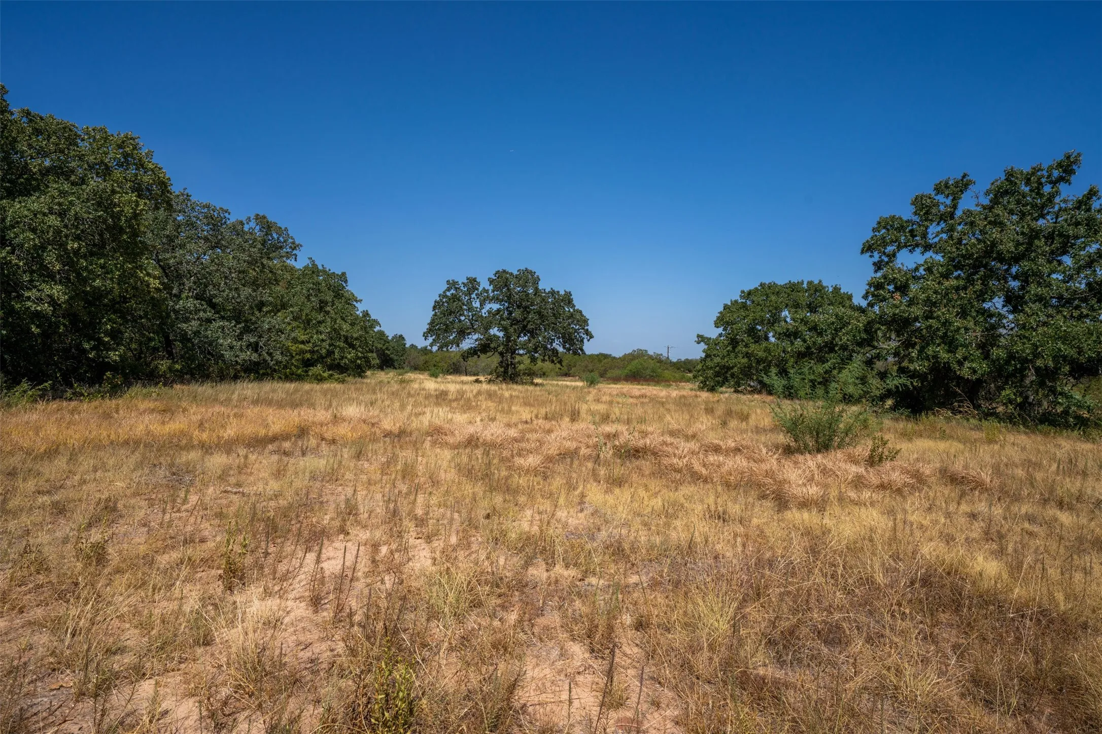 Expansive open field with scattered mature trees and brush