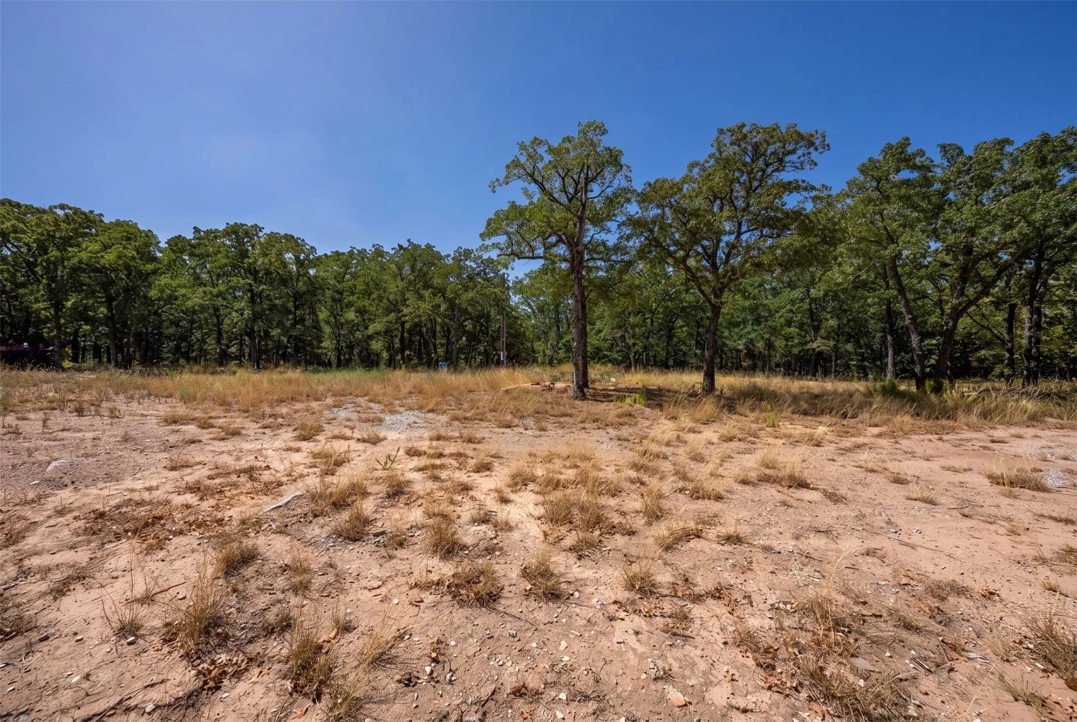 Expansive natural terrain with mature trees and a clear blue sky overhead