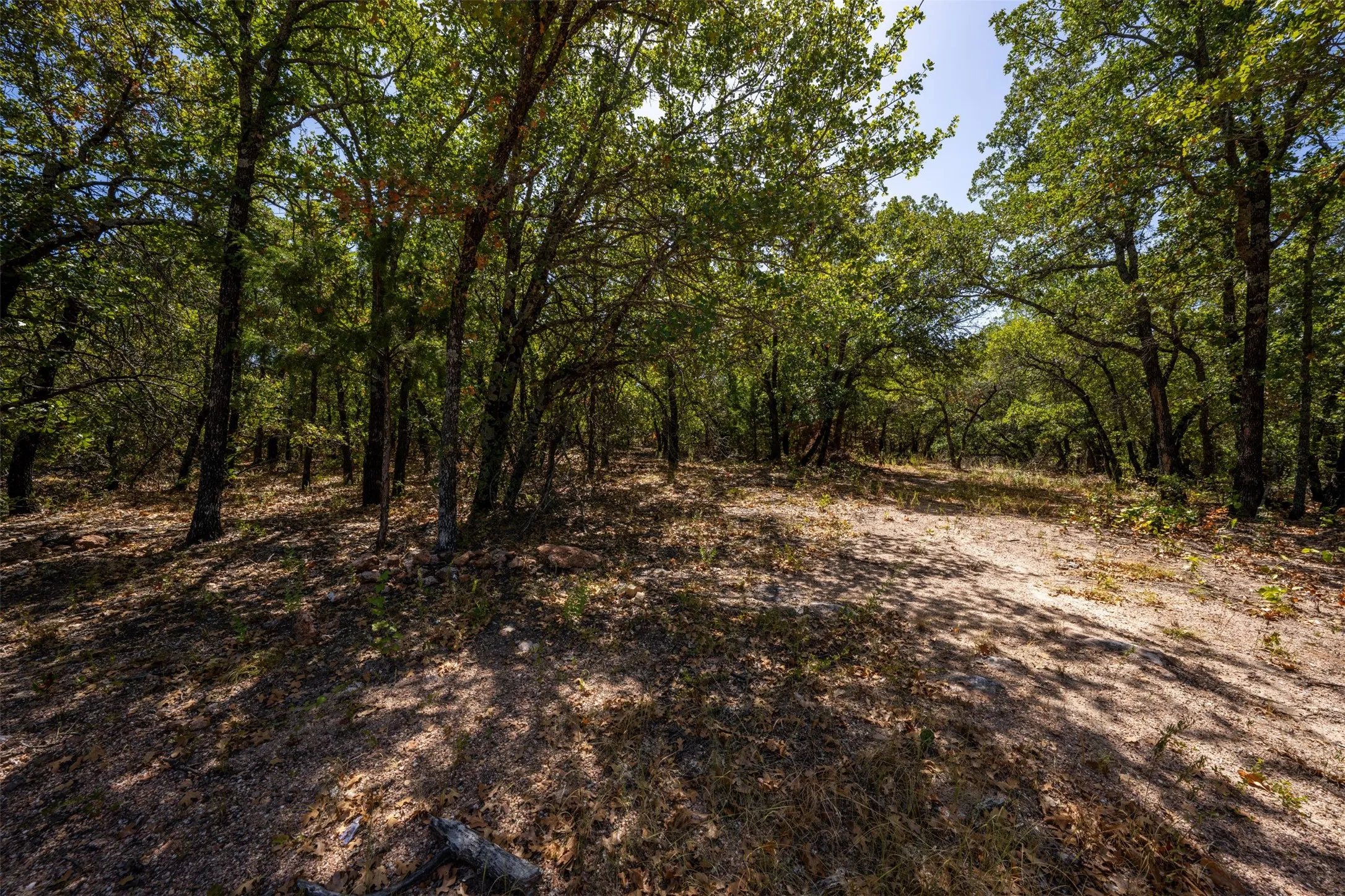 Wooded landscape with mature trees and natural ground cover