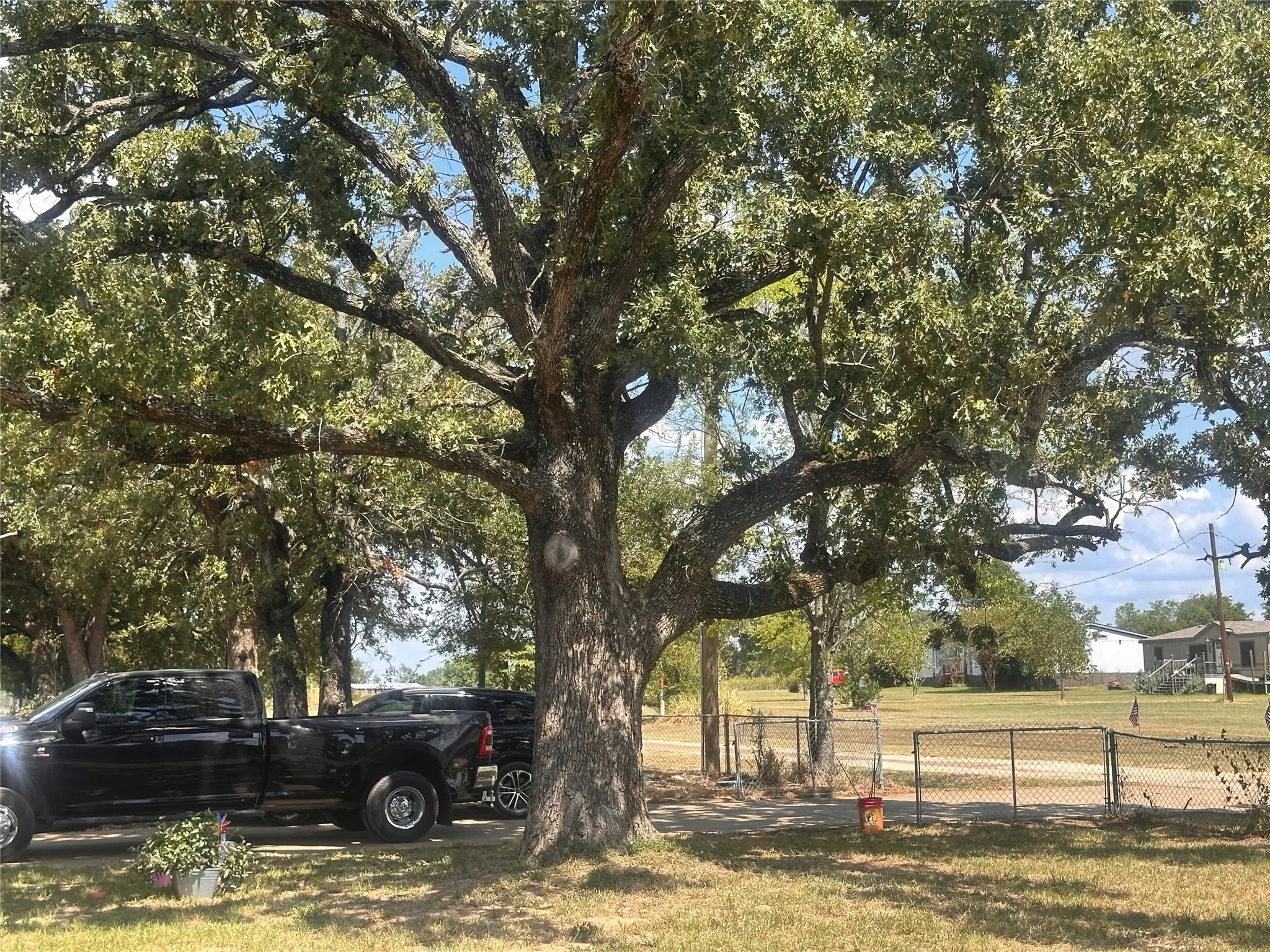 Mature trees with extensive canopy