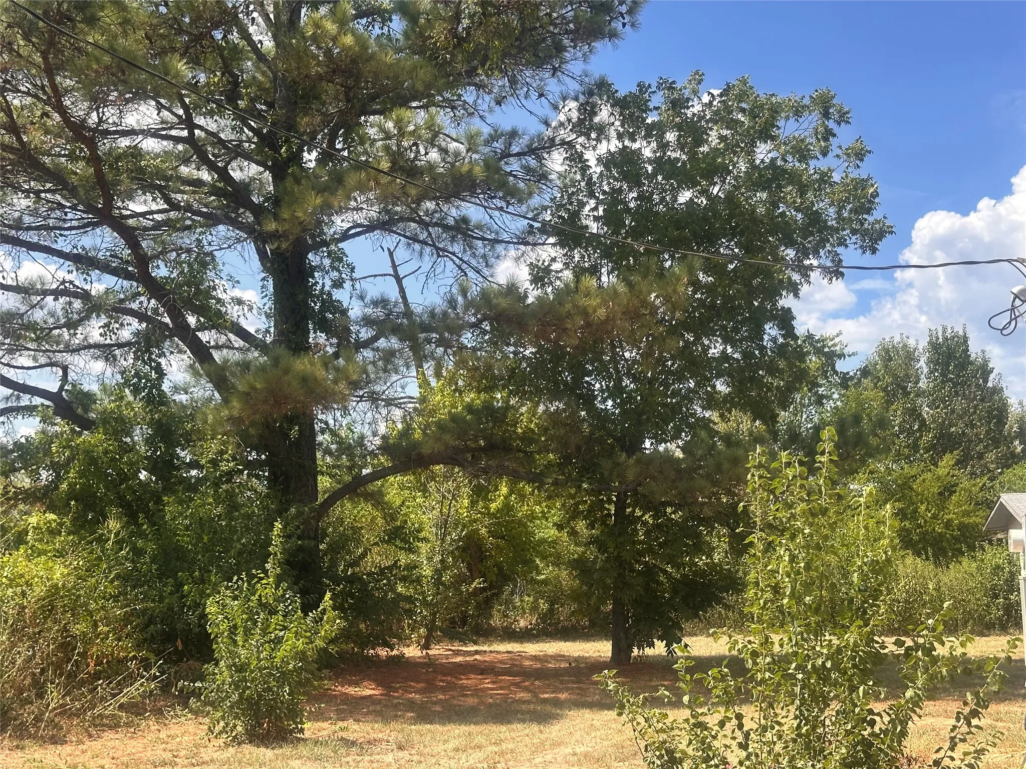 Mature trees and varied foliage provide a natural setting