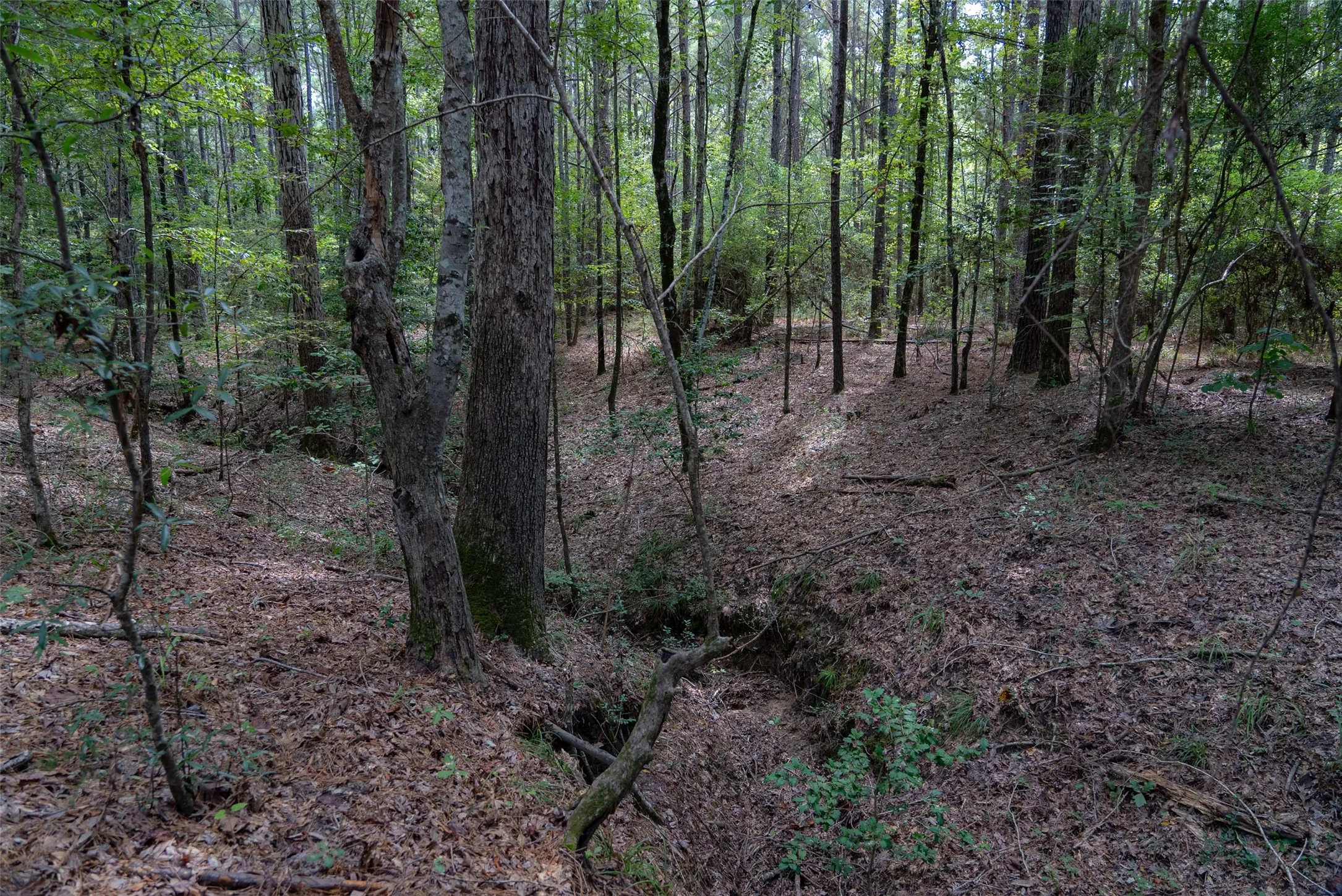 Improved Land For Sale in Houston County , NE Off Of FM 227, Kennard, Texas 75847, 0, 0, Garage spaces, 0 Sqft, built in 2010, mls#21389807, Real Estate Agent in Kennard, Homes For Sale in Houston county, Homes For Sale in Kennard, Realtor in Kennard Texas, Real Estate Brokerage Independent Realty Texas, Luminita Cordes Realtor