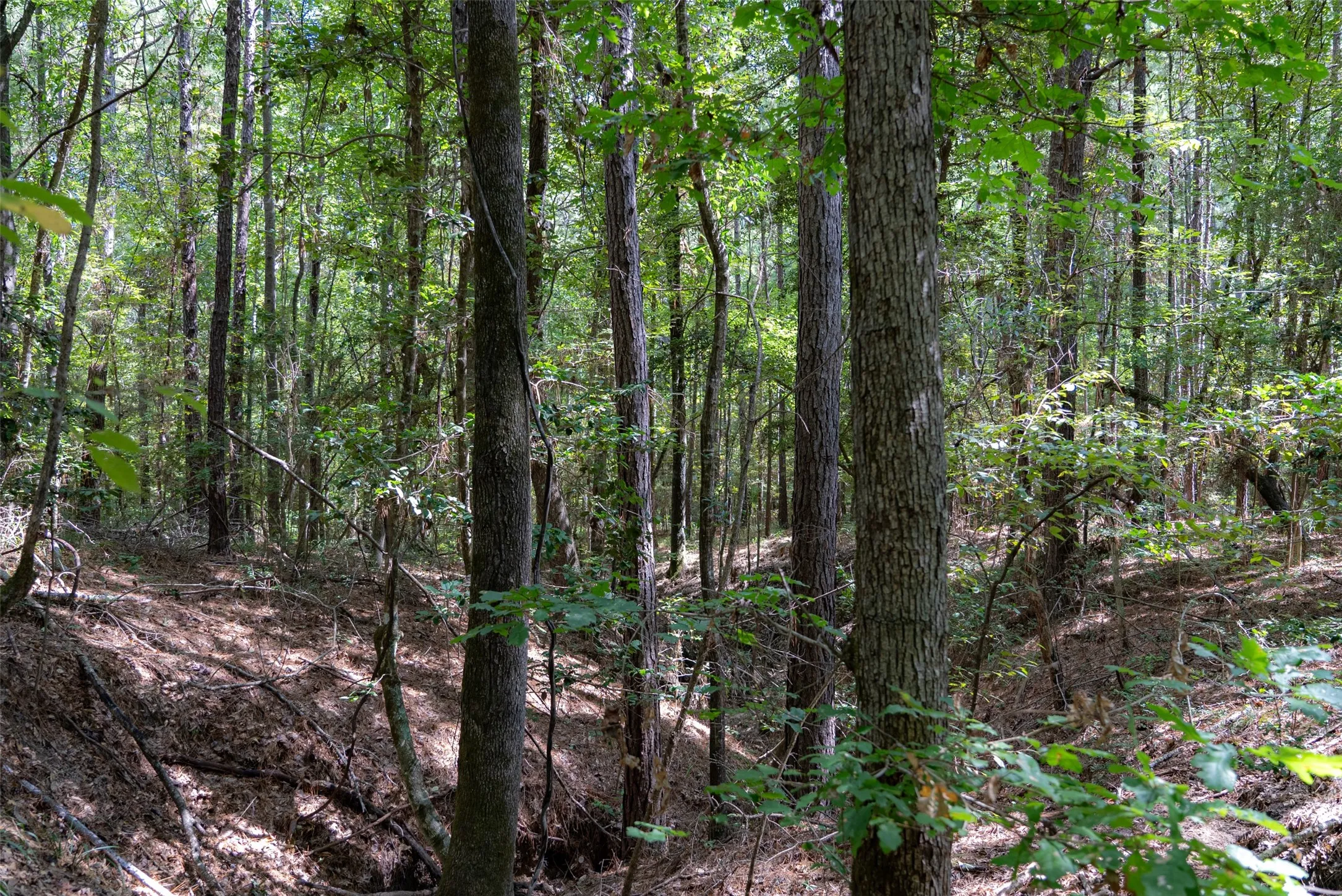 Improved Land For Sale in Houston County , NE Off Of FM 227, Kennard, Texas 75847, 0, 0, Garage spaces, 0 Sqft, built in 2010, mls#21389807, Real Estate Agent in Kennard, Homes For Sale in Houston county, Homes For Sale in Kennard, Realtor in Kennard Texas, Real Estate Brokerage Independent Realty Texas, Luminita Cordes Realtor