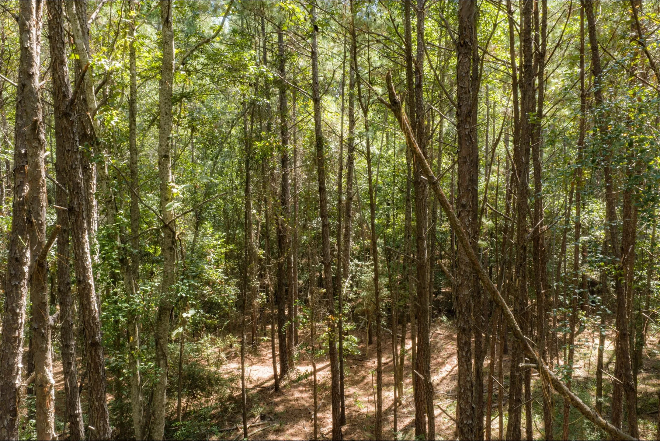 Improved Land For Sale in Houston County , NE Off Of FM 227, Kennard, Texas 75847, 0, 0, Garage spaces, 0 Sqft, built in 2010, mls#21389807, Real Estate Agent in Kennard, Homes For Sale in Houston county, Homes For Sale in Kennard, Realtor in Kennard Texas, Real Estate Brokerage Independent Realty Texas, Luminita Cordes Realtor