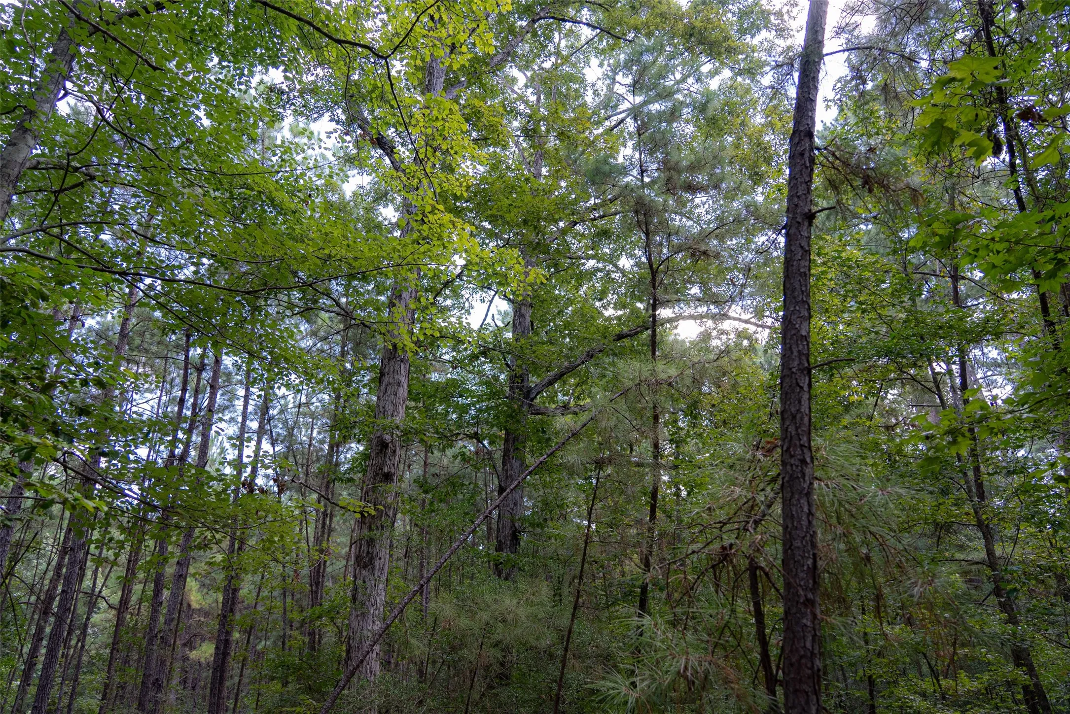 Improved Land For Sale in Houston County , NE Off Of FM 227, Kennard, Texas 75847, 0, 0, Garage spaces, 0 Sqft, built in 2010, mls#21389807, Real Estate Agent in Kennard, Homes For Sale in Houston county, Homes For Sale in Kennard, Realtor in Kennard Texas, Real Estate Brokerage Independent Realty Texas, Luminita Cordes Realtor