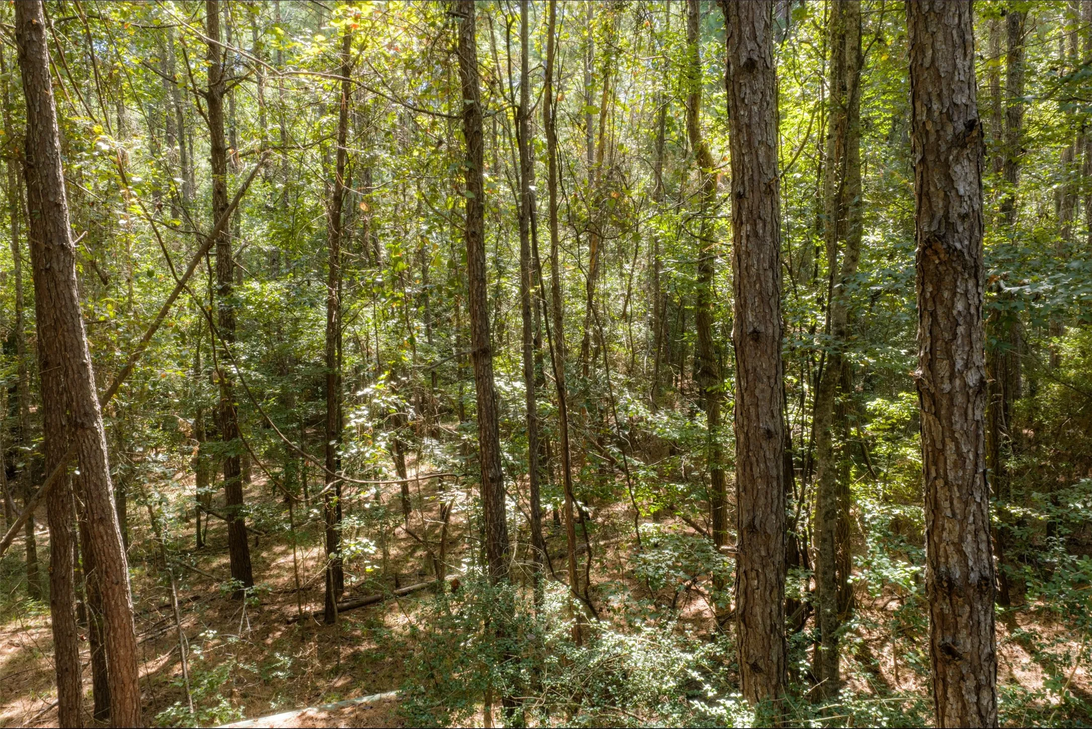 Improved Land For Sale in Houston County , NE Off Of FM 227, Kennard, Texas 75847, 0, 0, Garage spaces, 0 Sqft, built in 2010, mls#21389807, Real Estate Agent in Kennard, Homes For Sale in Houston county, Homes For Sale in Kennard, Realtor in Kennard Texas, Real Estate Brokerage Independent Realty Texas, Luminita Cordes Realtor