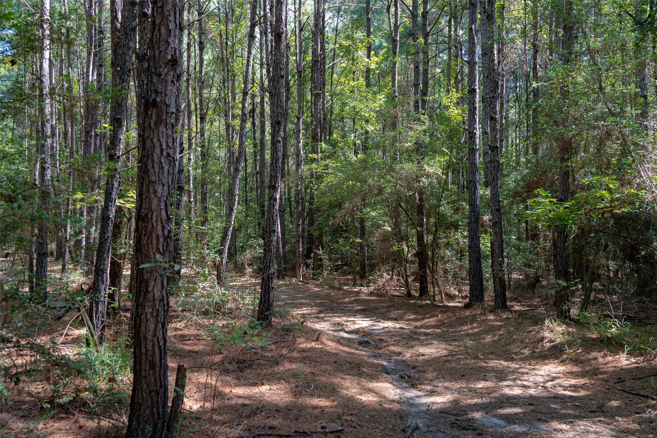 Improved Land For Sale in Houston County , NE Off Of FM 227, Kennard, Texas 75847, 0, 0, Garage spaces, 0 Sqft, built in 2010, mls#21389807, Real Estate Agent in Kennard, Homes For Sale in Houston county, Homes For Sale in Kennard, Realtor in Kennard Texas, Real Estate Brokerage Independent Realty Texas, Luminita Cordes Realtor