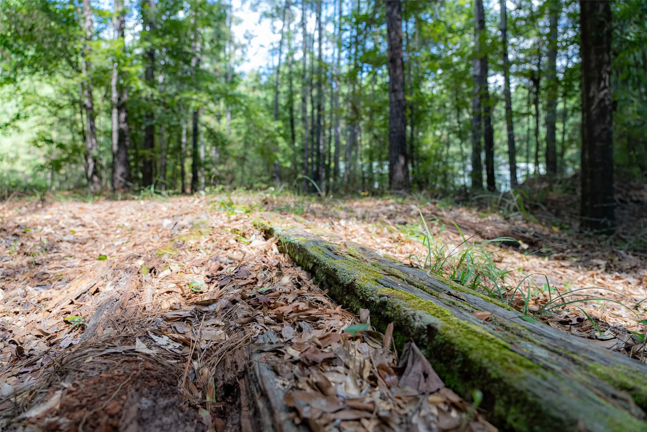 Improved Land For Sale in Houston County , NE Off Of FM 227, Kennard, Texas 75847, 0, 0, Garage spaces, 0 Sqft, built in 2010, mls#21389807, Real Estate Agent in Kennard, Homes For Sale in Houston county, Homes For Sale in Kennard, Realtor in Kennard Texas, Real Estate Brokerage Independent Realty Texas, Luminita Cordes Realtor