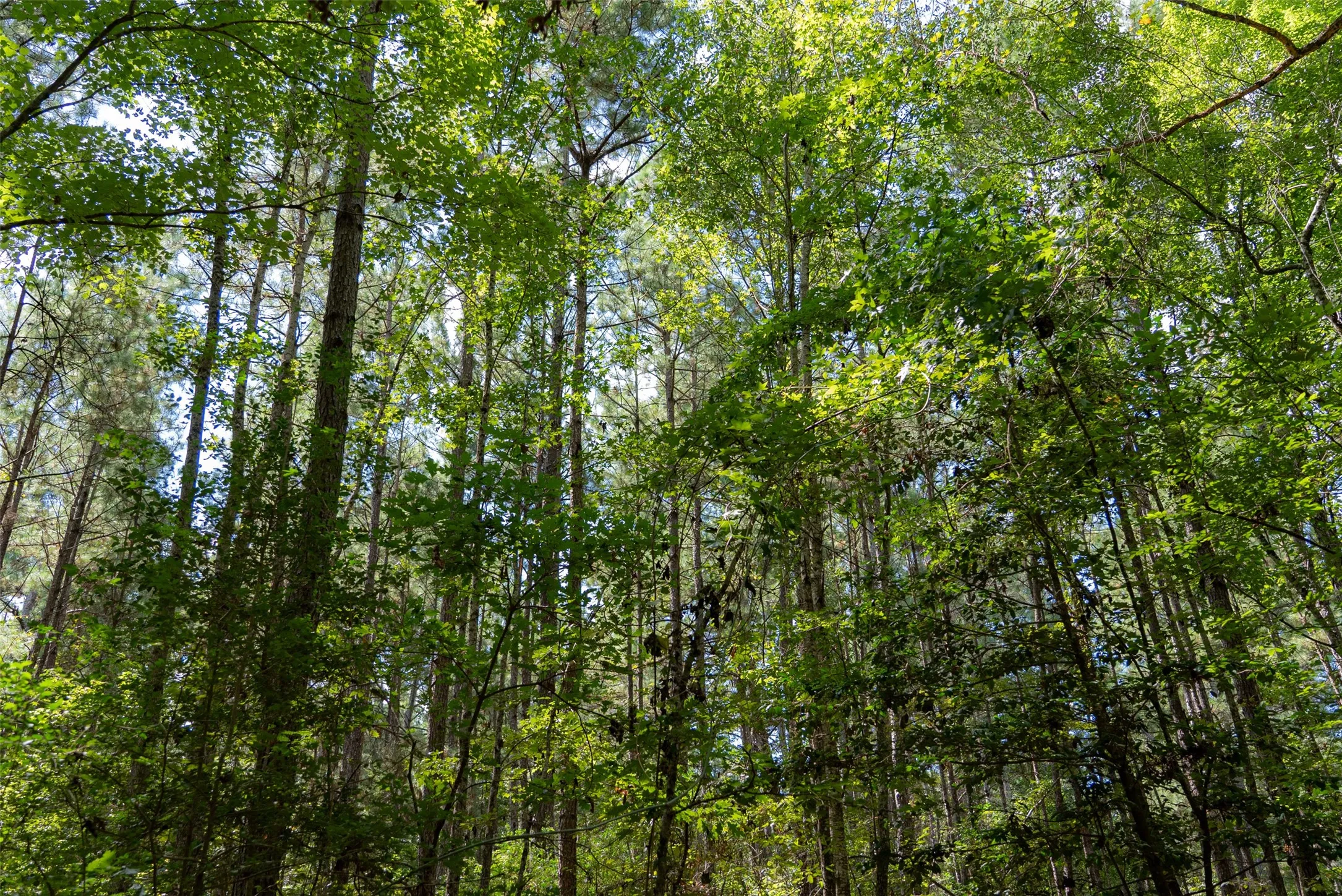 Improved Land For Sale in Houston County , NE Off Of FM 227, Kennard, Texas 75847, 0, 0, Garage spaces, 0 Sqft, built in 2010, mls#21389807, Real Estate Agent in Kennard, Homes For Sale in Houston county, Homes For Sale in Kennard, Realtor in Kennard Texas, Real Estate Brokerage Independent Realty Texas, Luminita Cordes Realtor