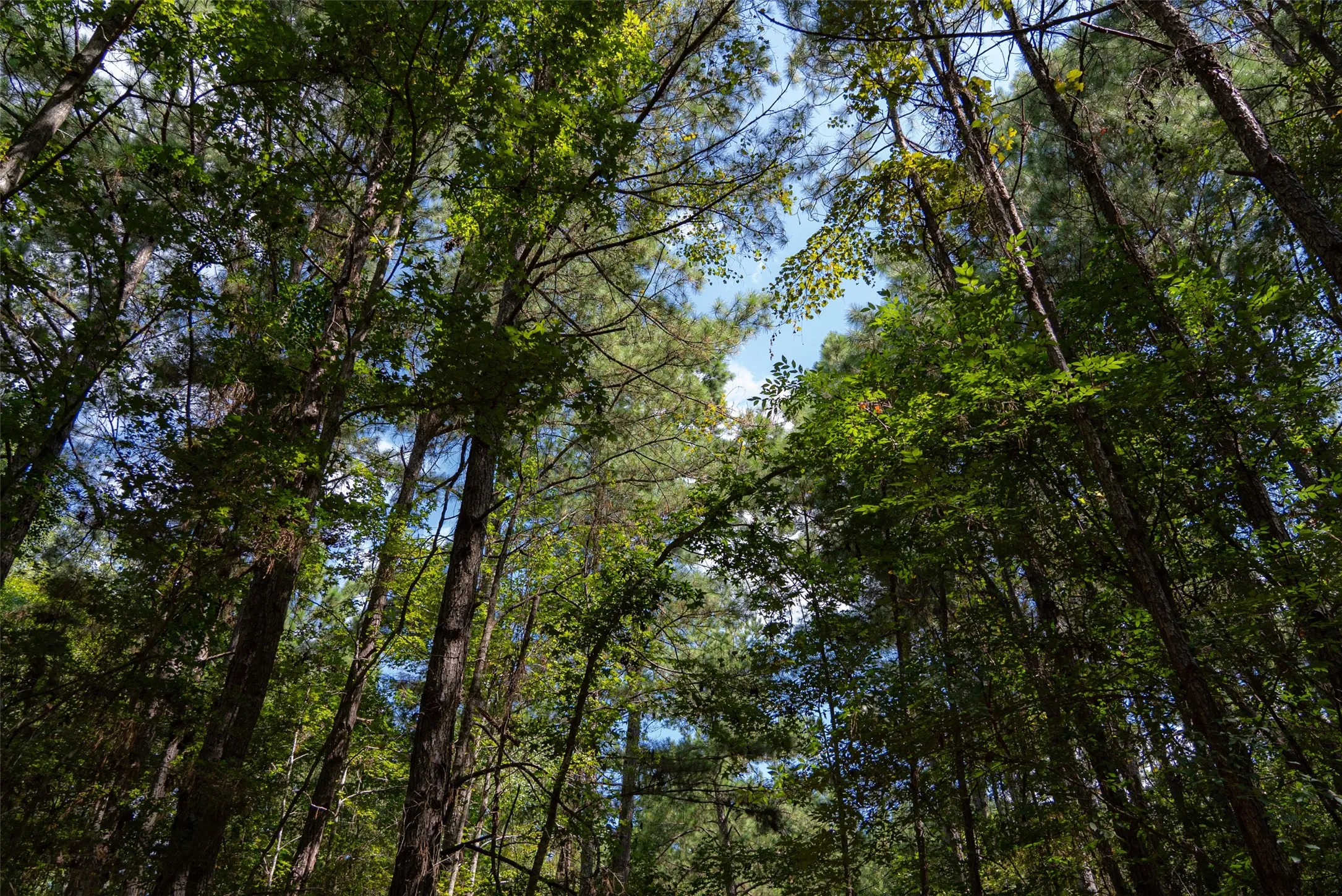 Improved Land For Sale in Houston County , NE Off Of FM 227, Kennard, Texas 75847, 0, 0, Garage spaces, 0 Sqft, built in 2010, mls#21389807, Real Estate Agent in Kennard, Homes For Sale in Houston county, Homes For Sale in Kennard, Realtor in Kennard Texas, Real Estate Brokerage Independent Realty Texas, Luminita Cordes Realtor