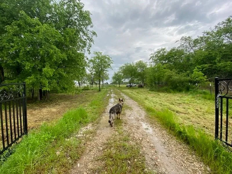 Unimproved Land For Sale in Van Zandt County , 37444 State Highway 64, Wills Point, Texas 75169, 0, 0, Garage spaces, 0 Sqft, built in 0, mls#21389993, Real Estate Agent in Wills Point, Homes For Sale in Van Zandt county, Homes For Sale in Wills Point, Realtor in Wills Point Texas, Real Estate Brokerage Independent Realty Texas, Luminita Cordes Realtor