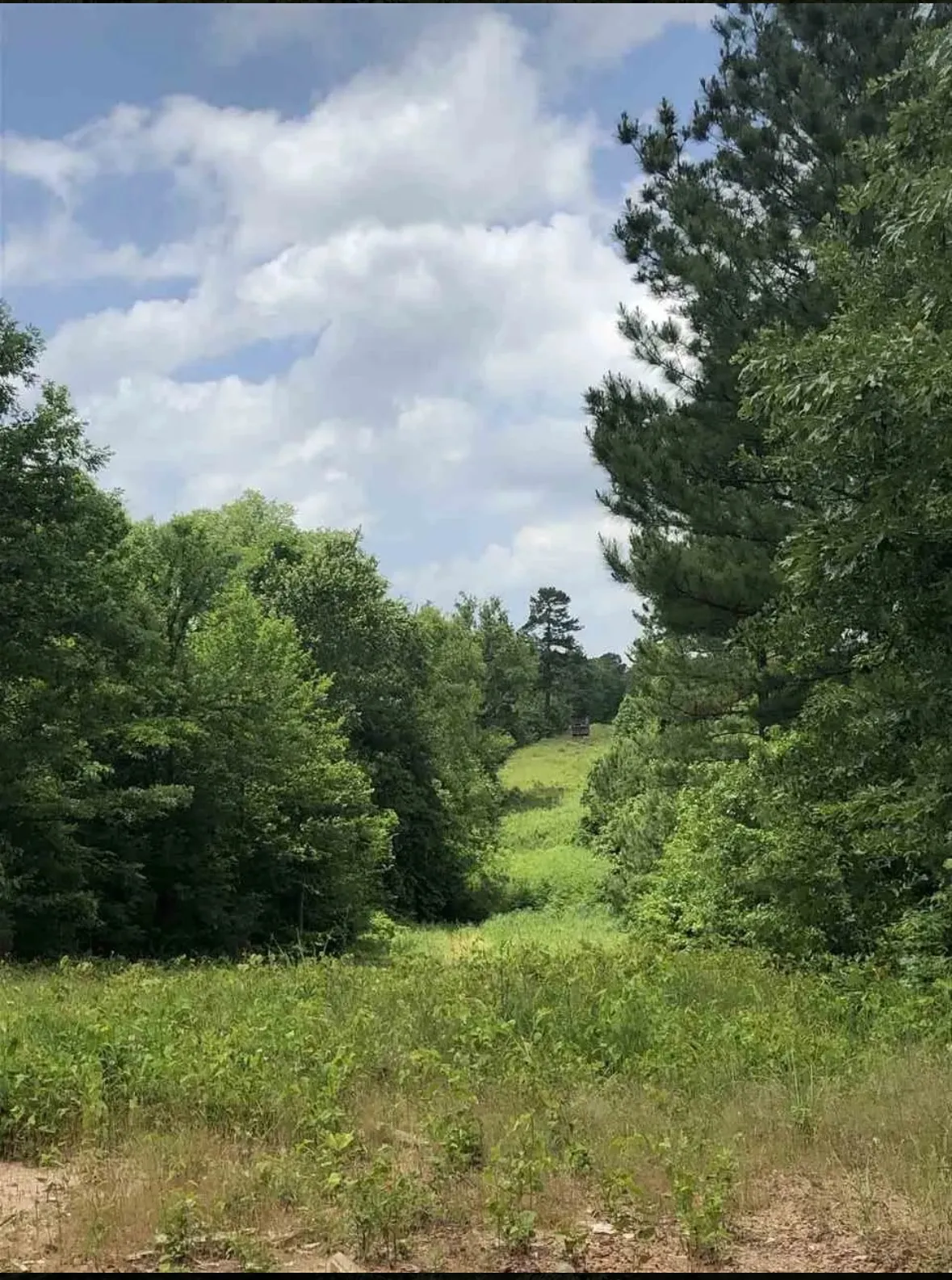 Unimproved Land For Sale in Upshur County , TBD Aster Road, Gilmer, Texas 75644, 0, 0, Garage spaces, 0 Sqft, built in 0, mls#21390126, Real Estate Agent in Gilmer, Homes For Sale in Upshur county, Homes For Sale in Gilmer, Realtor in Gilmer Texas, Real Estate Brokerage Independent Realty Texas, Luminita Cordes Realtor