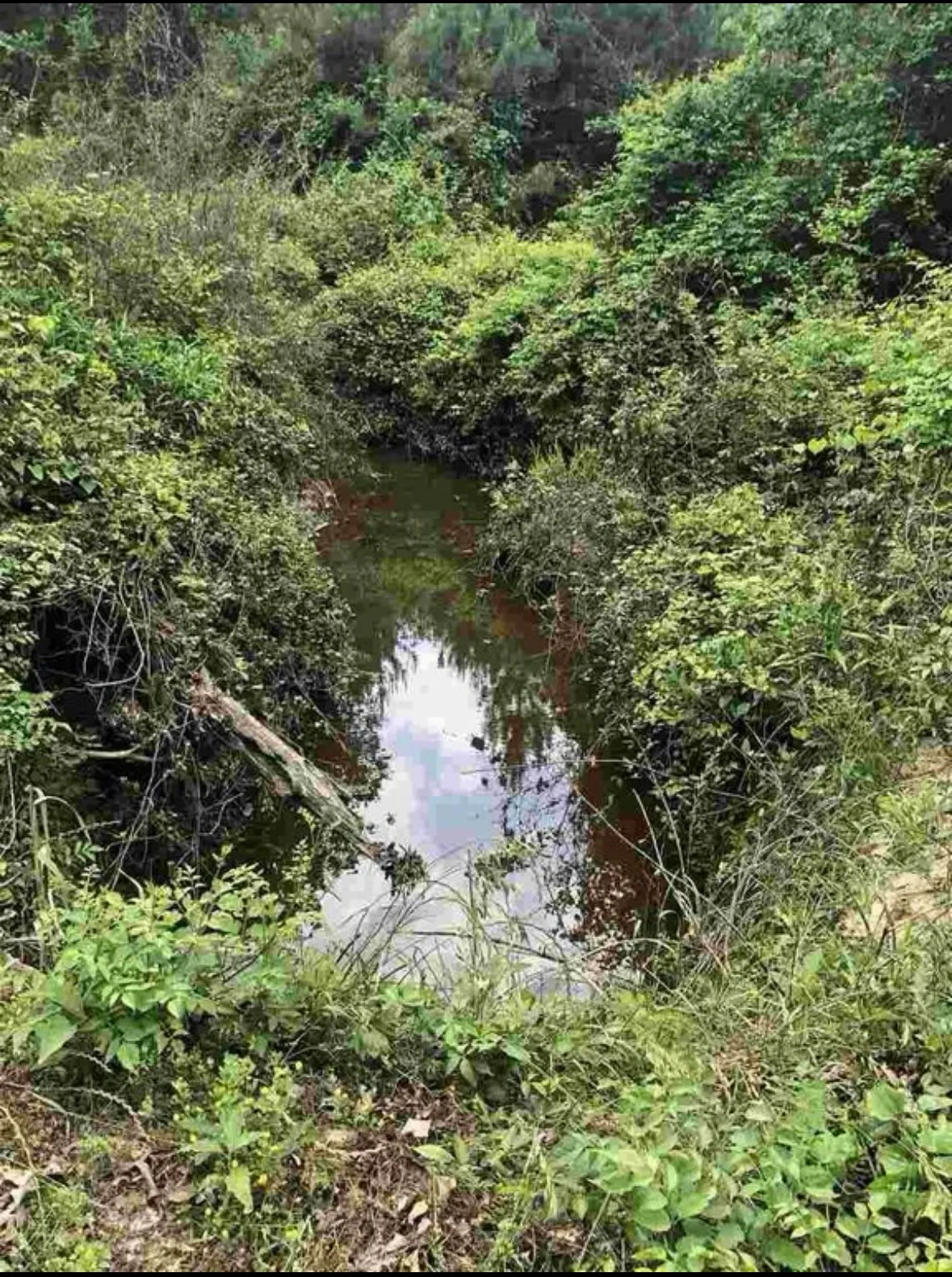 Unimproved Land For Sale in Upshur County , TBD Aster Road, Gilmer, Texas 75644, 0, 0, Garage spaces, 0 Sqft, built in 0, mls#21390126, Real Estate Agent in Gilmer, Homes For Sale in Upshur county, Homes For Sale in Gilmer, Realtor in Gilmer Texas, Real Estate Brokerage Independent Realty Texas, Luminita Cordes Realtor