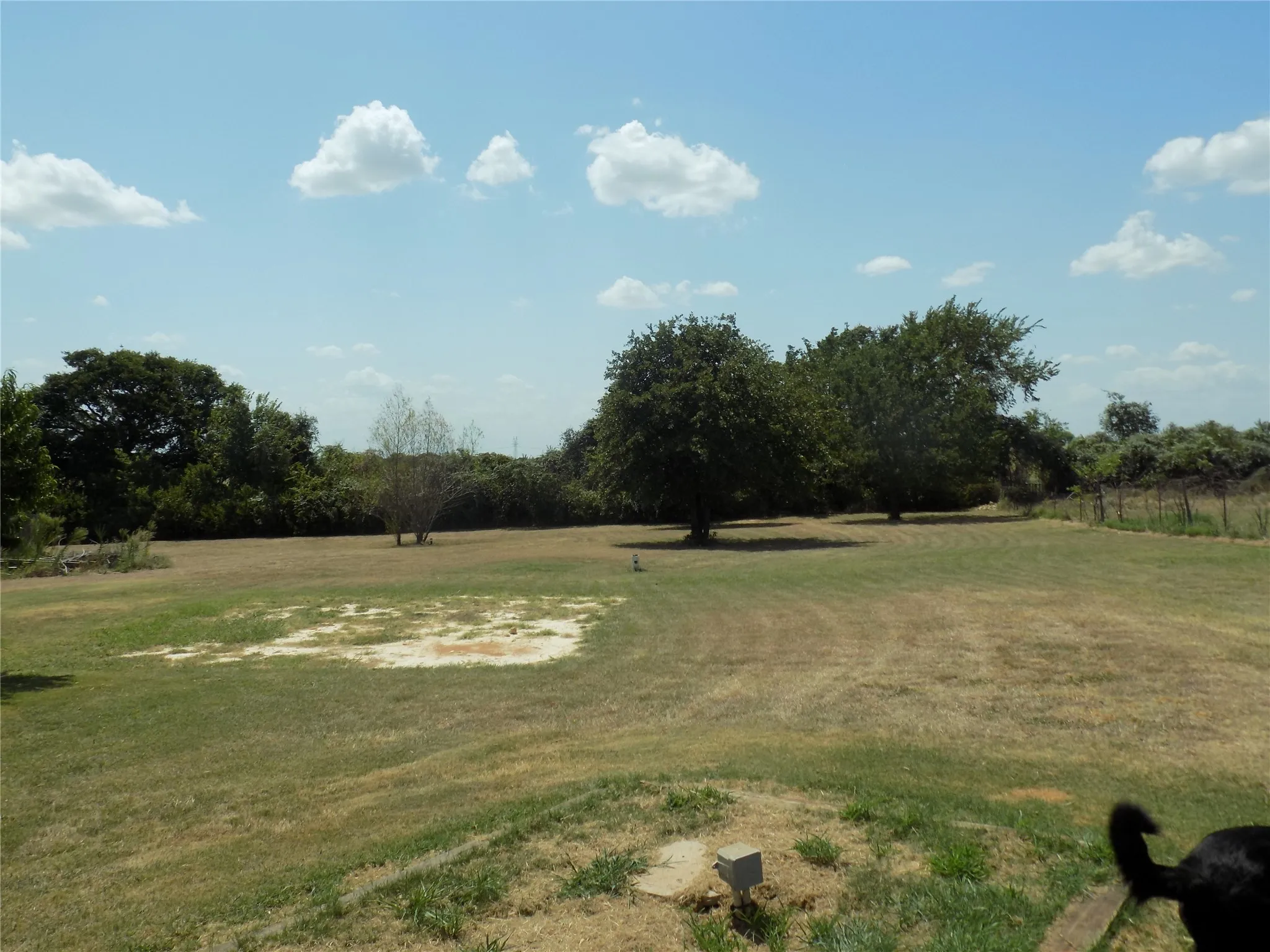 Expansive grassy area featuring mature trees in one acre back yard.