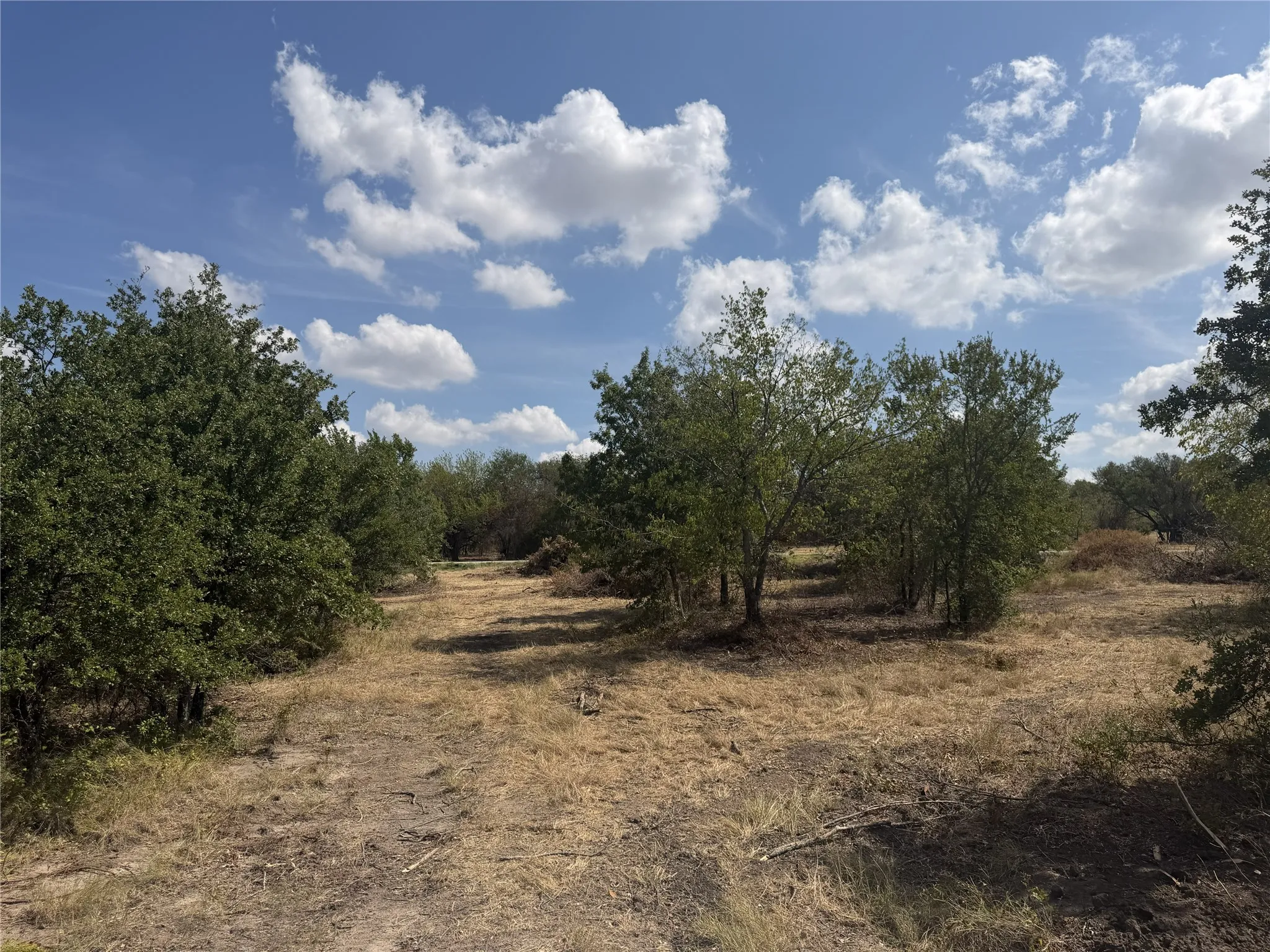Natural landscape featuring established trees and varied ground cover