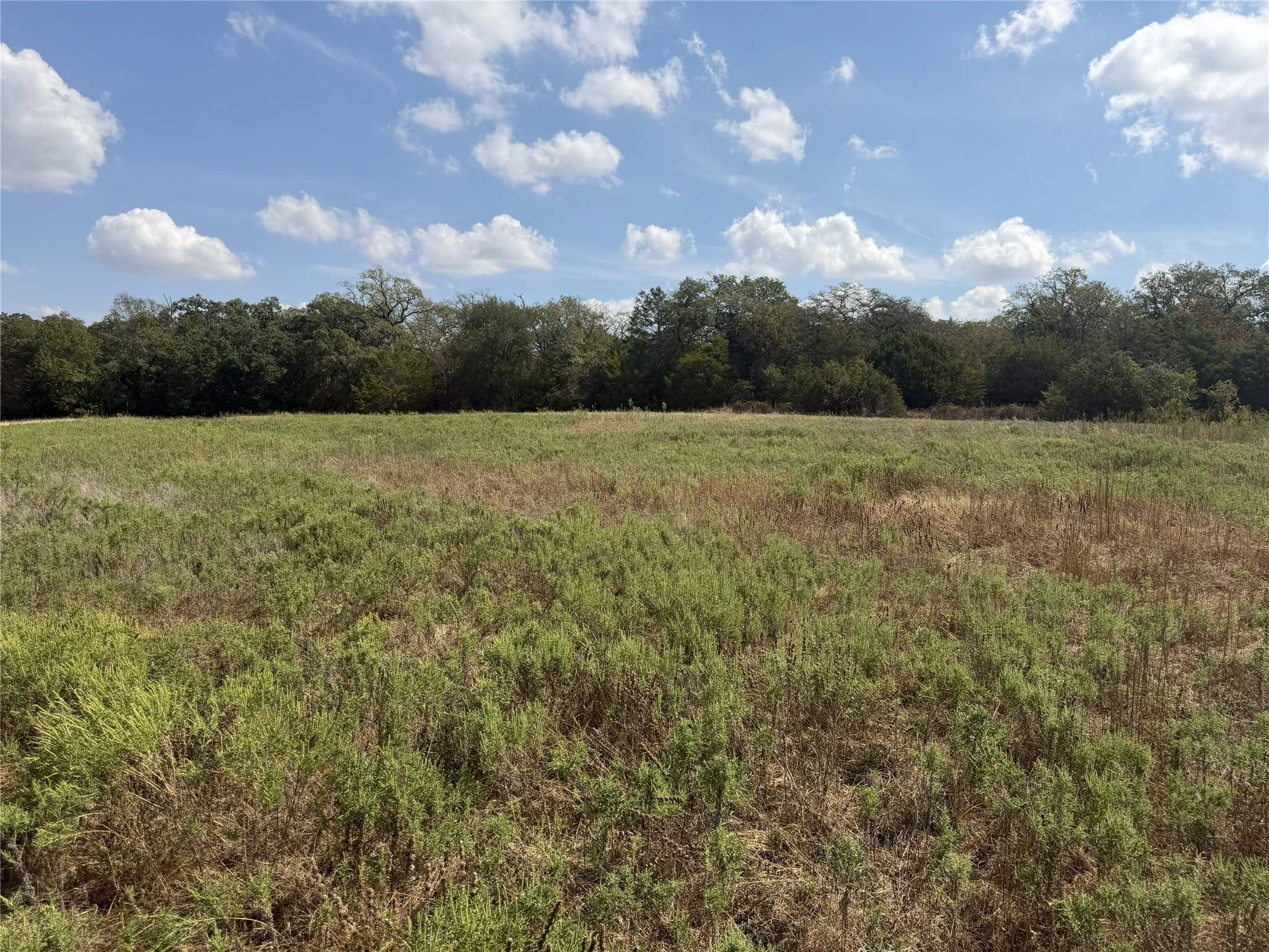 Expansive open field with natural vegetation and distant mature trees