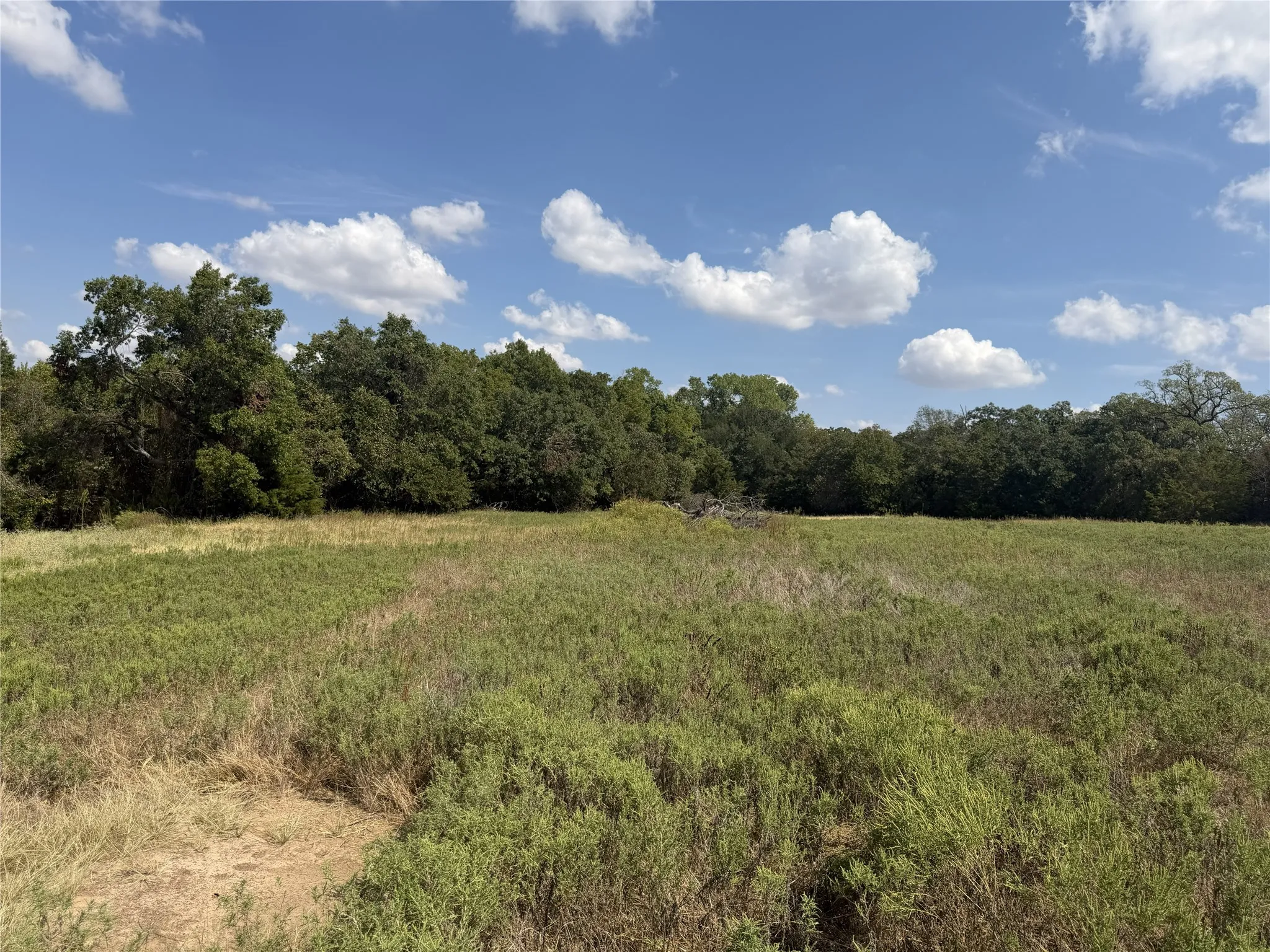 Expansive undeveloped lot with mature trees forming a natural border