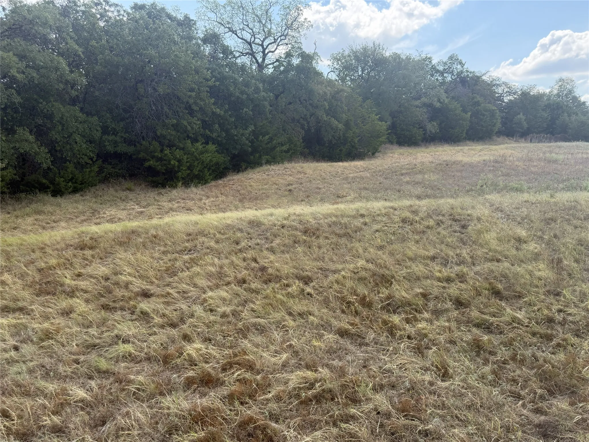 Expansive open field with natural vegetation and distant mature trees