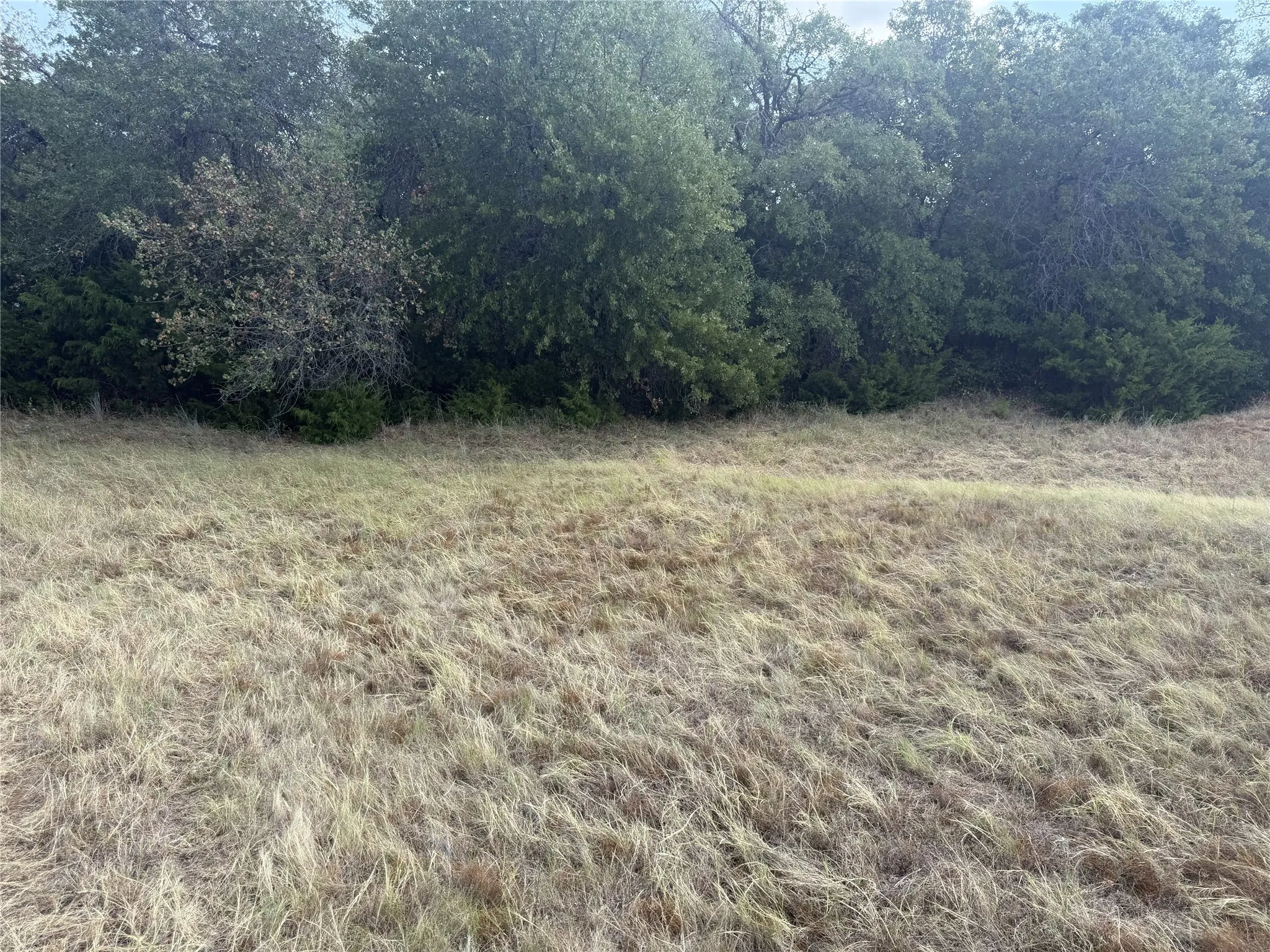 Expansive grassy area bordered by mature trees and natural vegetation
