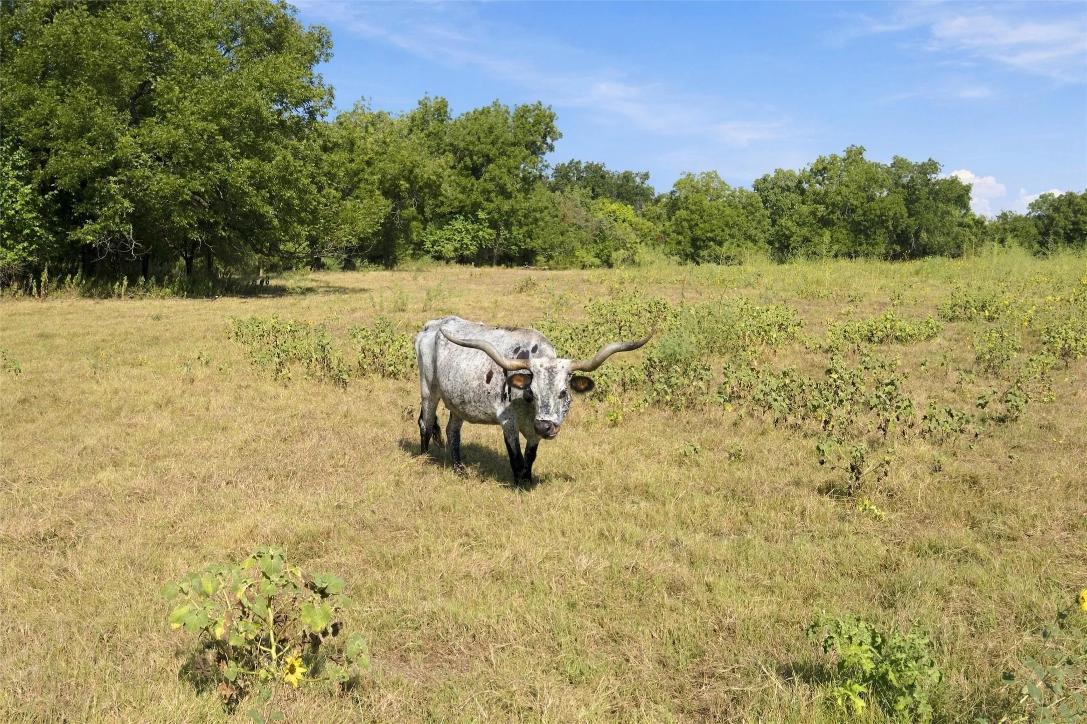 Unimproved Land For Sale in Bosque County , TBD Fm-1991, Clifton, Texas 76634, 0, 0, Garage spaces, 0 Sqft, built in 0, mls#21390382, Real Estate Agent in Clifton, Homes For Sale in Bosque county, Homes For Sale in Clifton, Realtor in Clifton Texas, Real Estate Brokerage Independent Realty Texas, Luminita Cordes Realtor