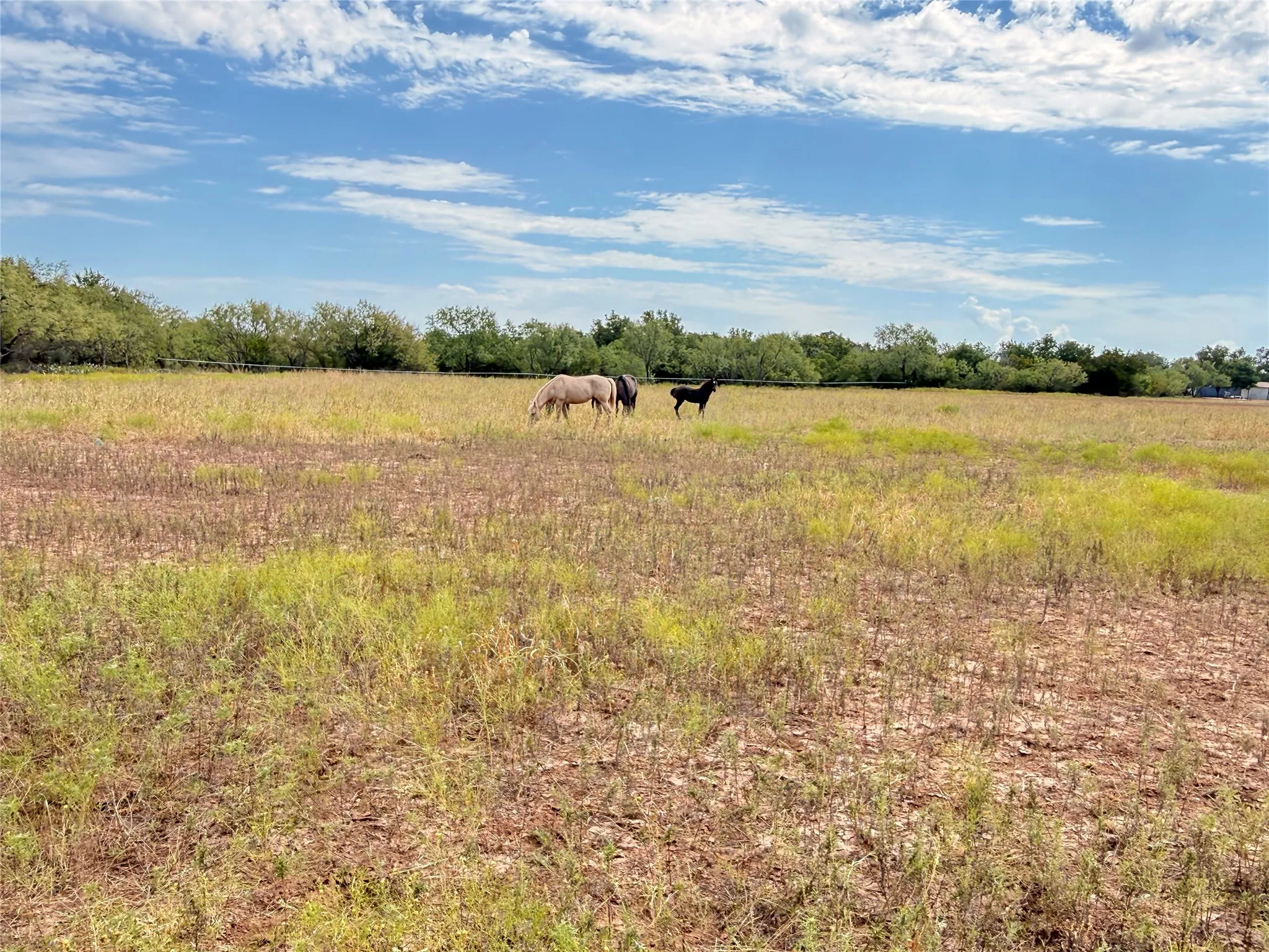 Ranch For Sale in Runnels County , 801 State Highway 153, Wingate, Texas 79566, 0, 0, Garage spaces, 0 Sqft, built in 0, mls#21390306, Real Estate Agent in Wingate, Homes For Sale in Runnels county, Homes For Sale in Wingate, Realtor in Wingate Texas, Real Estate Brokerage Independent Realty Texas, Luminita Cordes Realtor