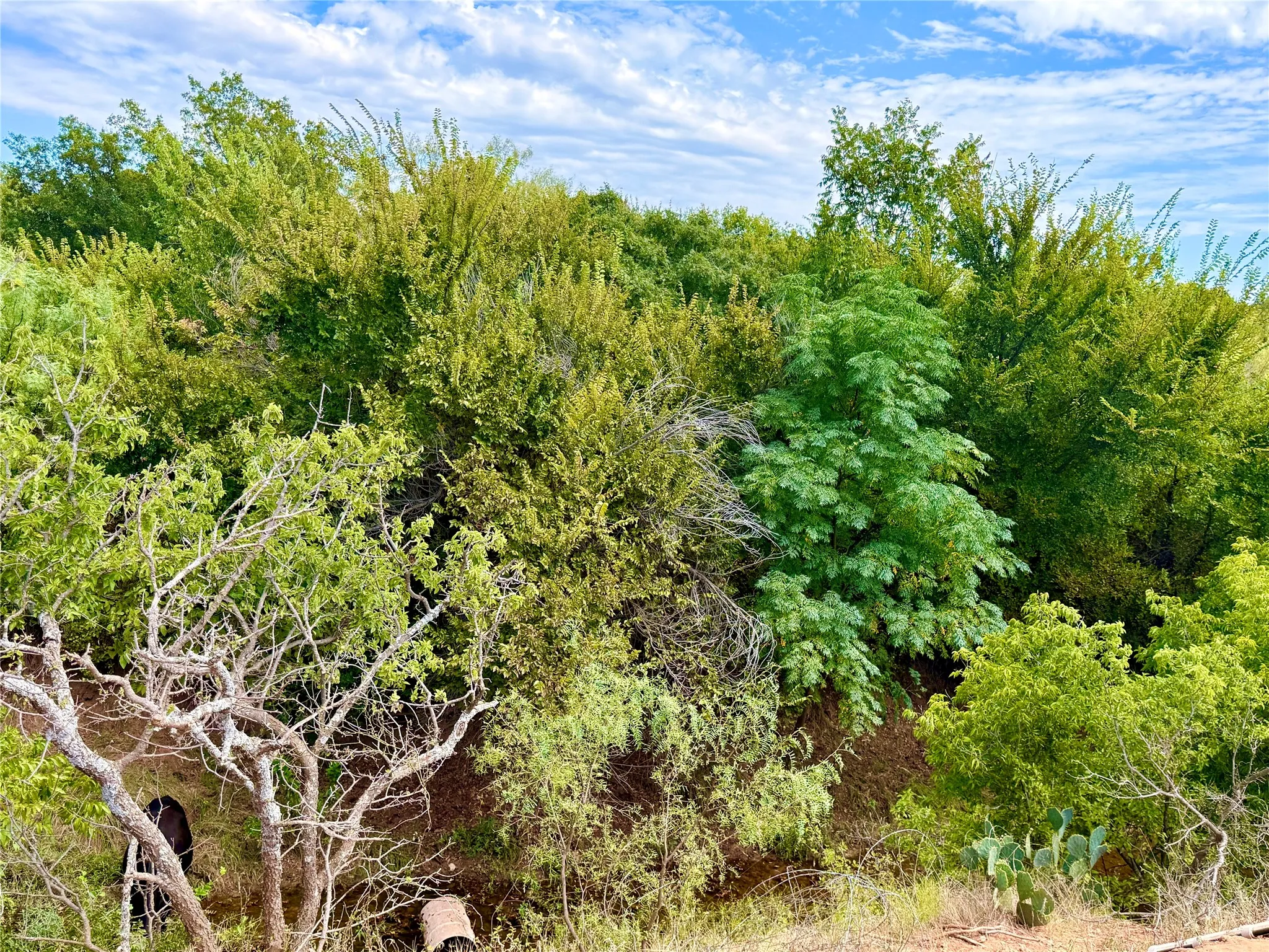 Ranch For Sale in Runnels County , 801 State Highway 153, Wingate, Texas 79566, 0, 0, Garage spaces, 0 Sqft, built in 0, mls#21390306, Real Estate Agent in Wingate, Homes For Sale in Runnels county, Homes For Sale in Wingate, Realtor in Wingate Texas, Real Estate Brokerage Independent Realty Texas, Luminita Cordes Realtor