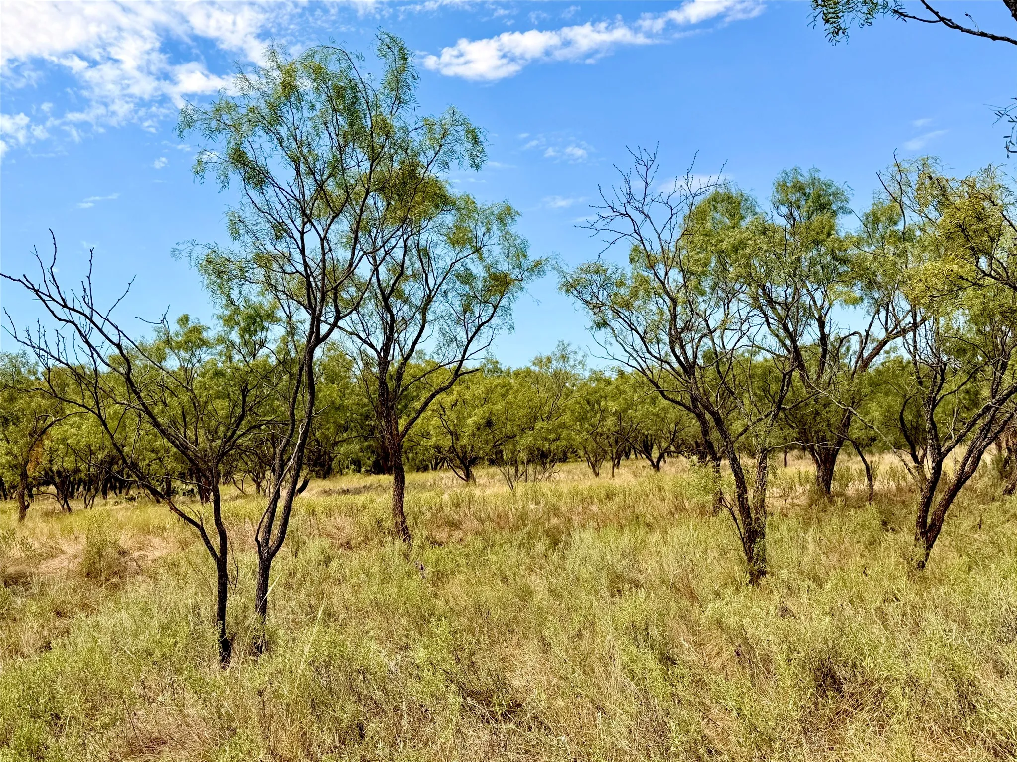 Ranch For Sale in Runnels County , 801 State Highway 153, Wingate, Texas 79566, 0, 0, Garage spaces, 0 Sqft, built in 0, mls#21390306, Real Estate Agent in Wingate, Homes For Sale in Runnels county, Homes For Sale in Wingate, Realtor in Wingate Texas, Real Estate Brokerage Independent Realty Texas, Luminita Cordes Realtor