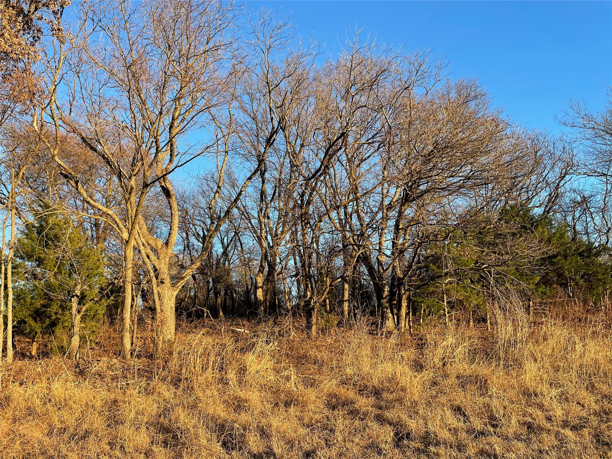 Ranch For Sale in Grayson County , 61.96ac Mary Fitch Road, Tom Bean, Texas 75090, 0, 0, Garage spaces, 0 Sqft, built in 0, mls#21390419, Real Estate Agent in Tom Bean, Homes For Sale in Grayson county, Homes For Sale in Tom Bean, Realtor in Tom Bean Texas, Real Estate Brokerage Independent Realty Texas, Luminita Cordes Realtor