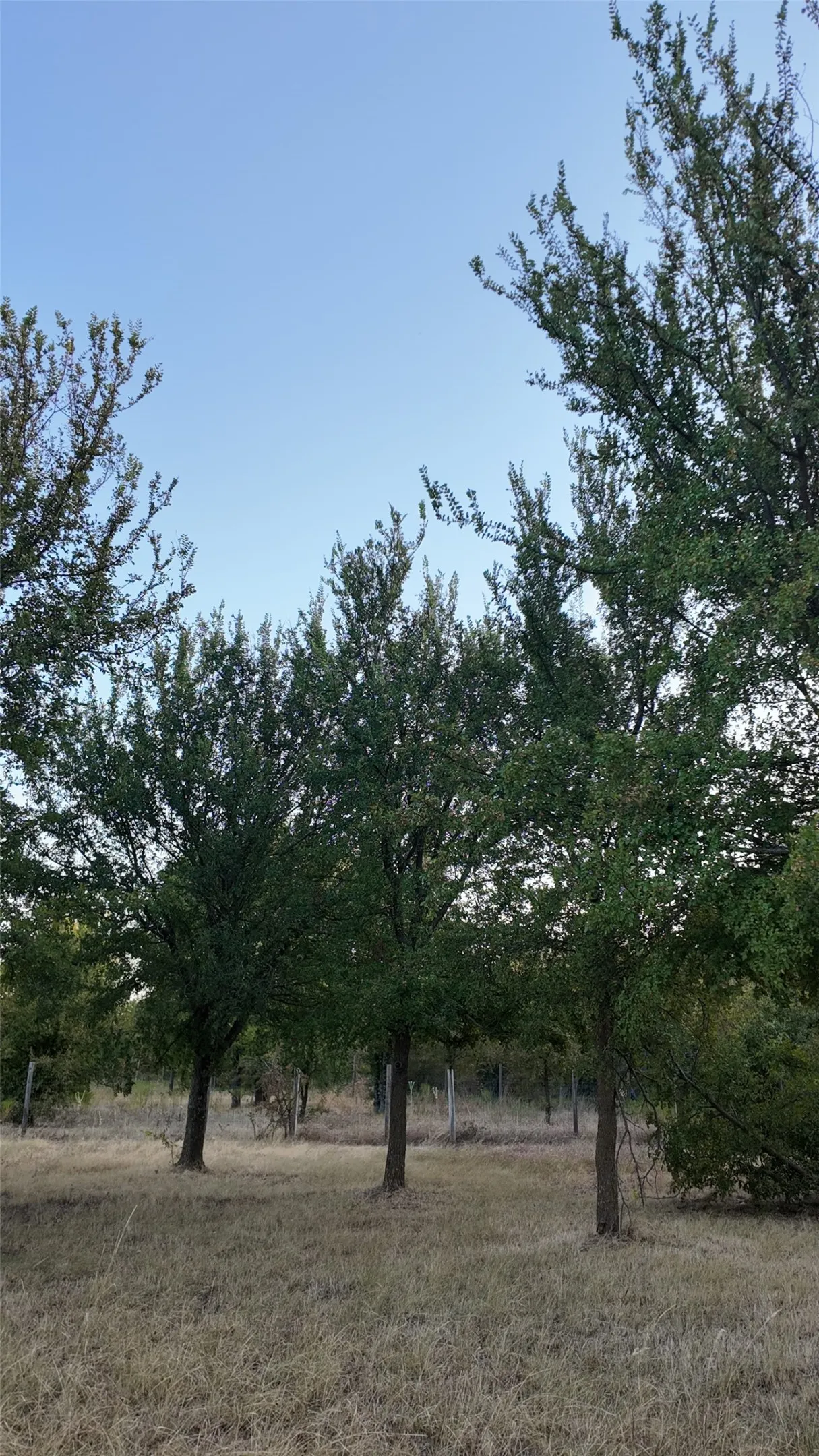 Mature trees on a natural landscape with open sky above